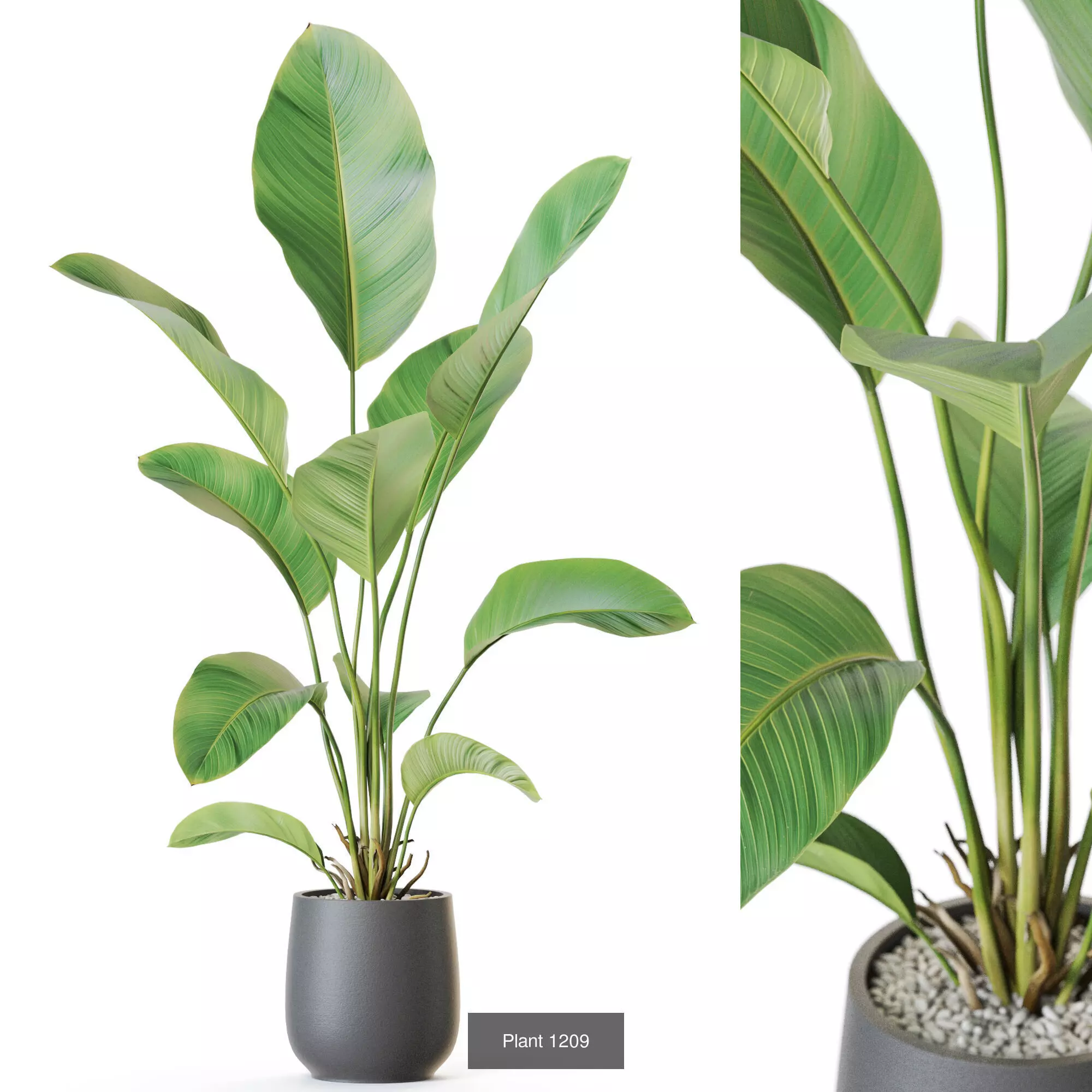 Plants collection vol 54 _10