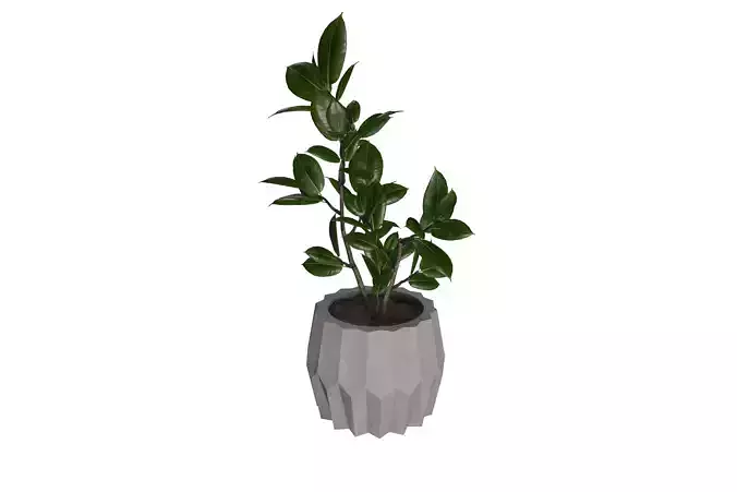 Ficus Potted Plant