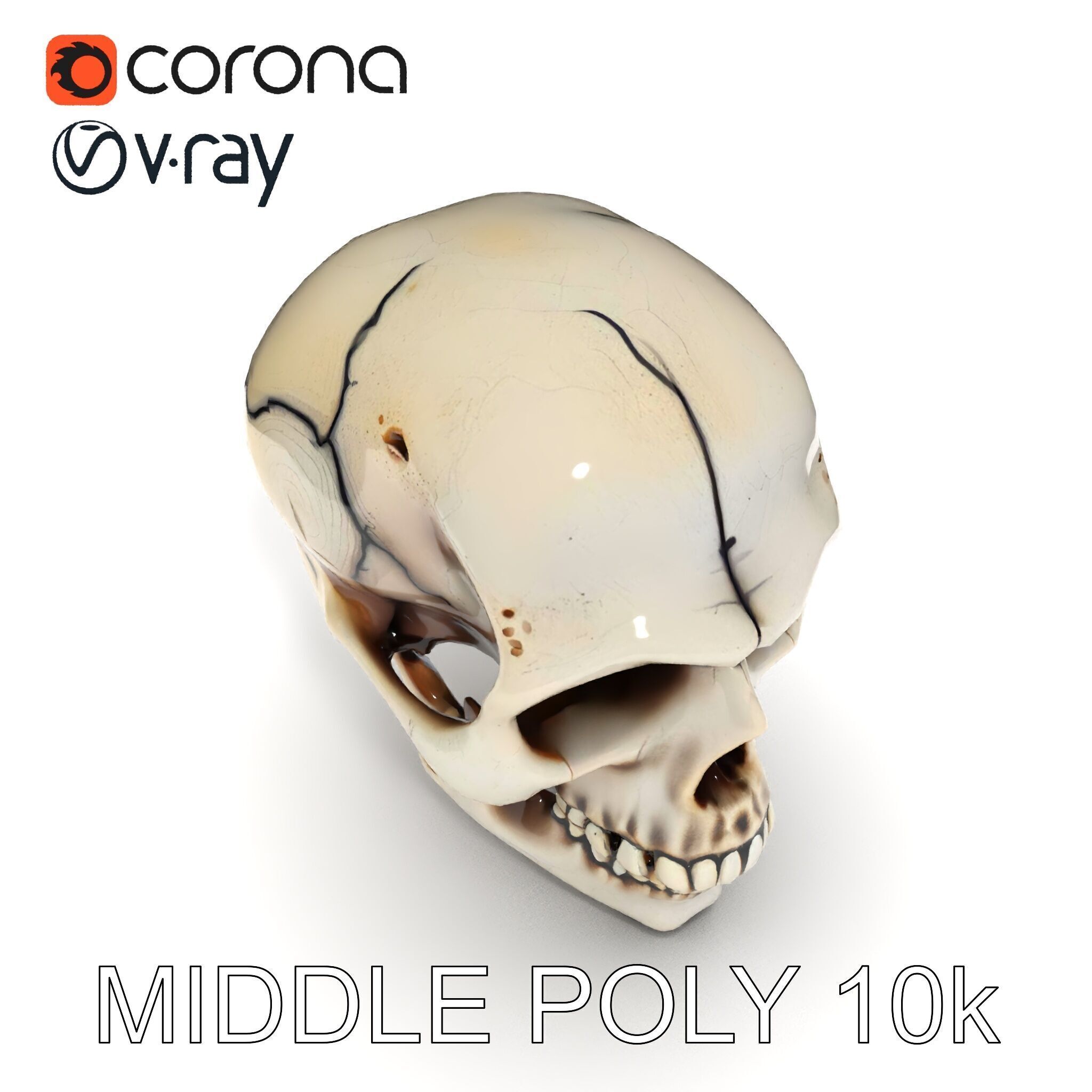 Human Skull Detailed Model Pack Low-poly 3D model_20