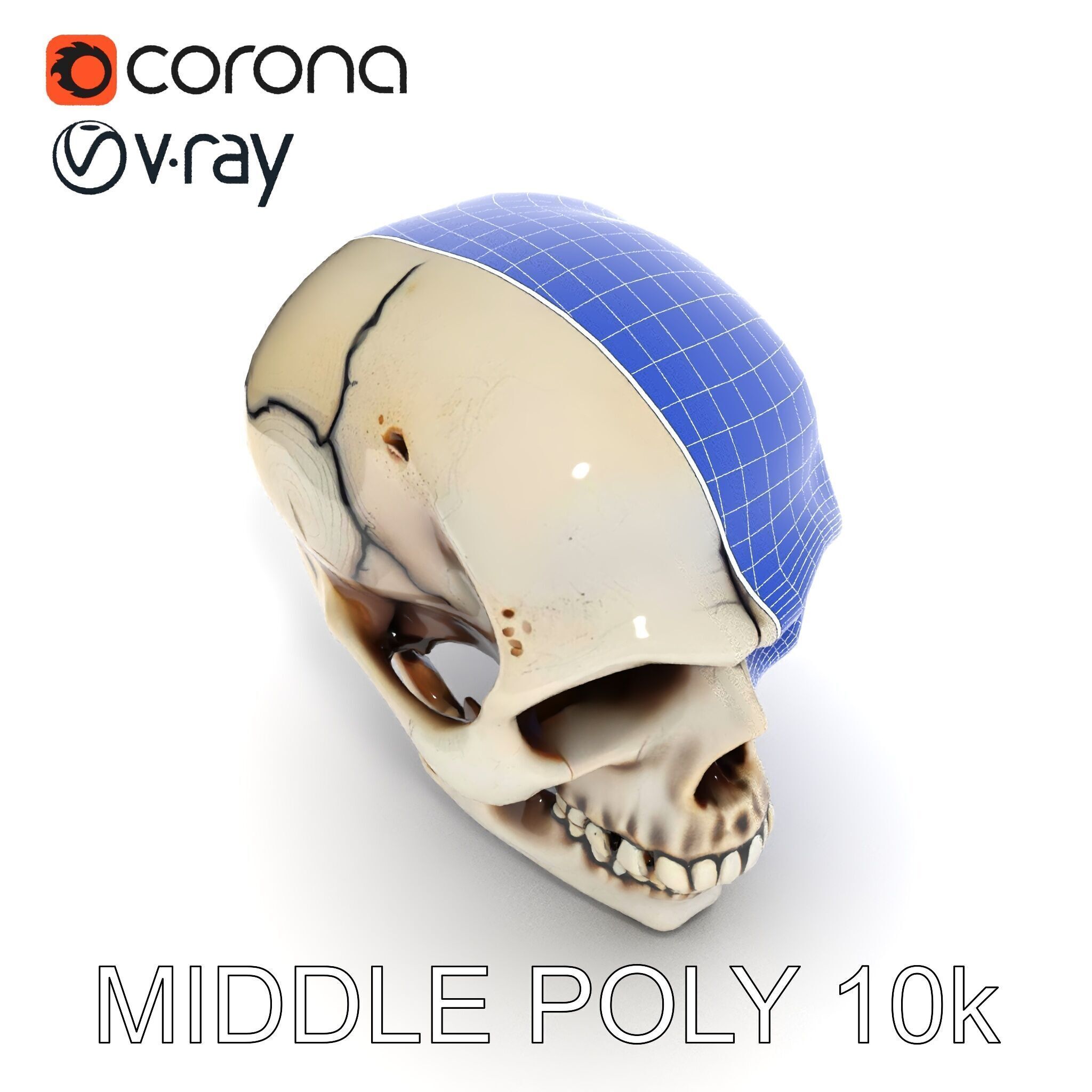 Human Skull Detailed Model Pack Low-poly 3D model_9