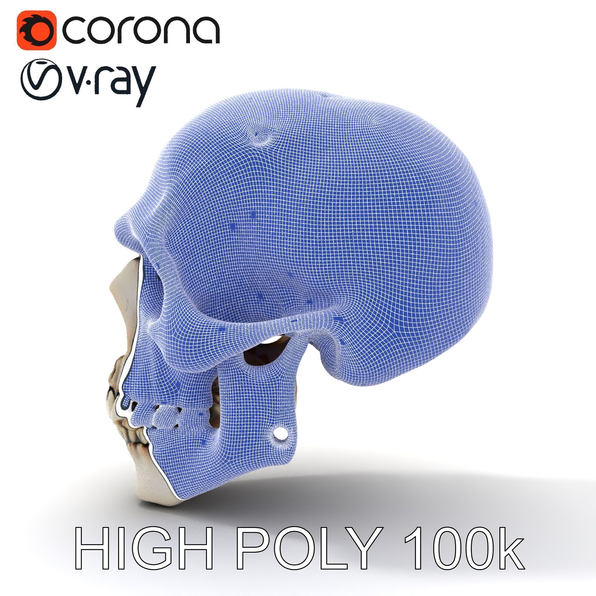 Human Skull Detailed Model Pack Low-poly 3D model_11