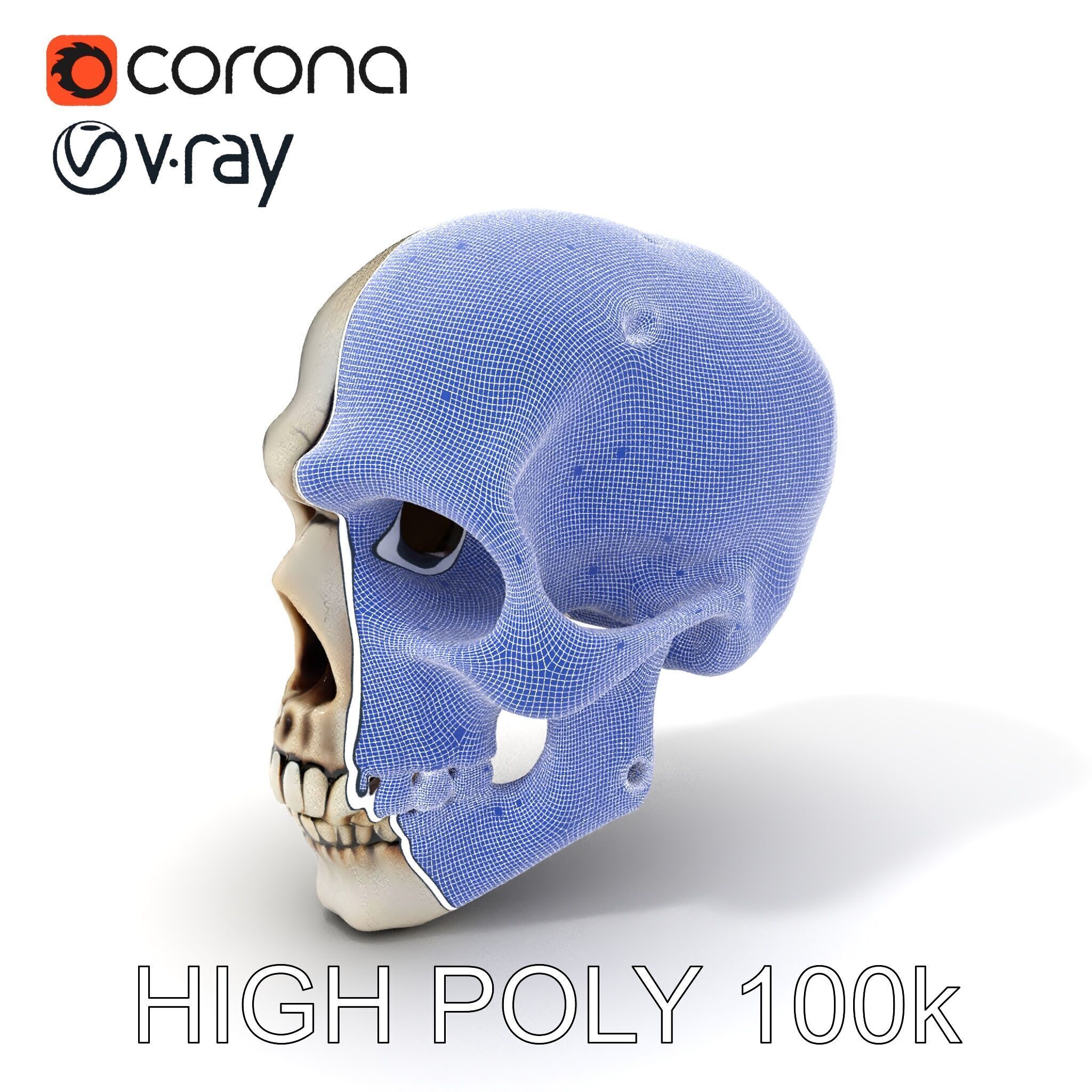 Human Skull Detailed Model Pack Low-poly 3D model_4