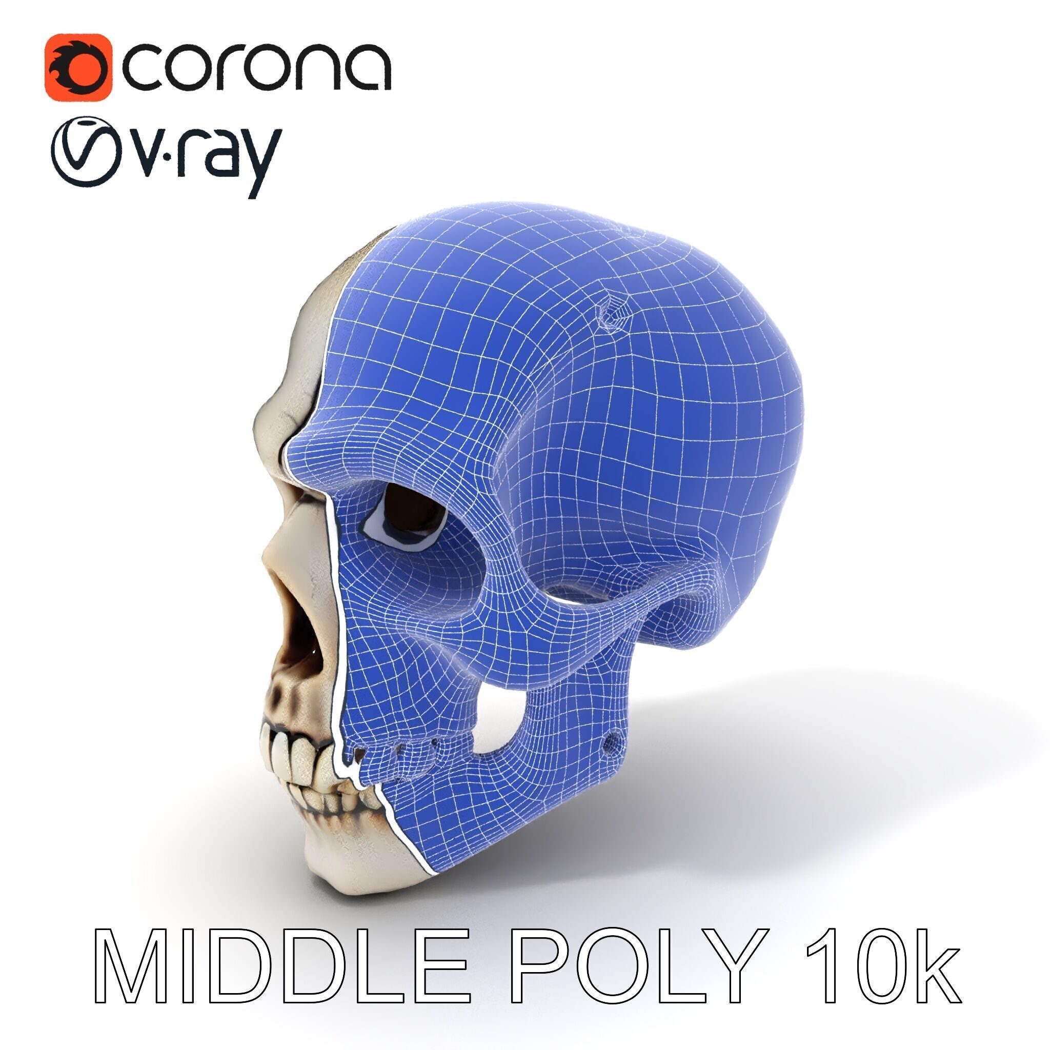 Human Skull Detailed Model Pack Low-poly 3D model_28