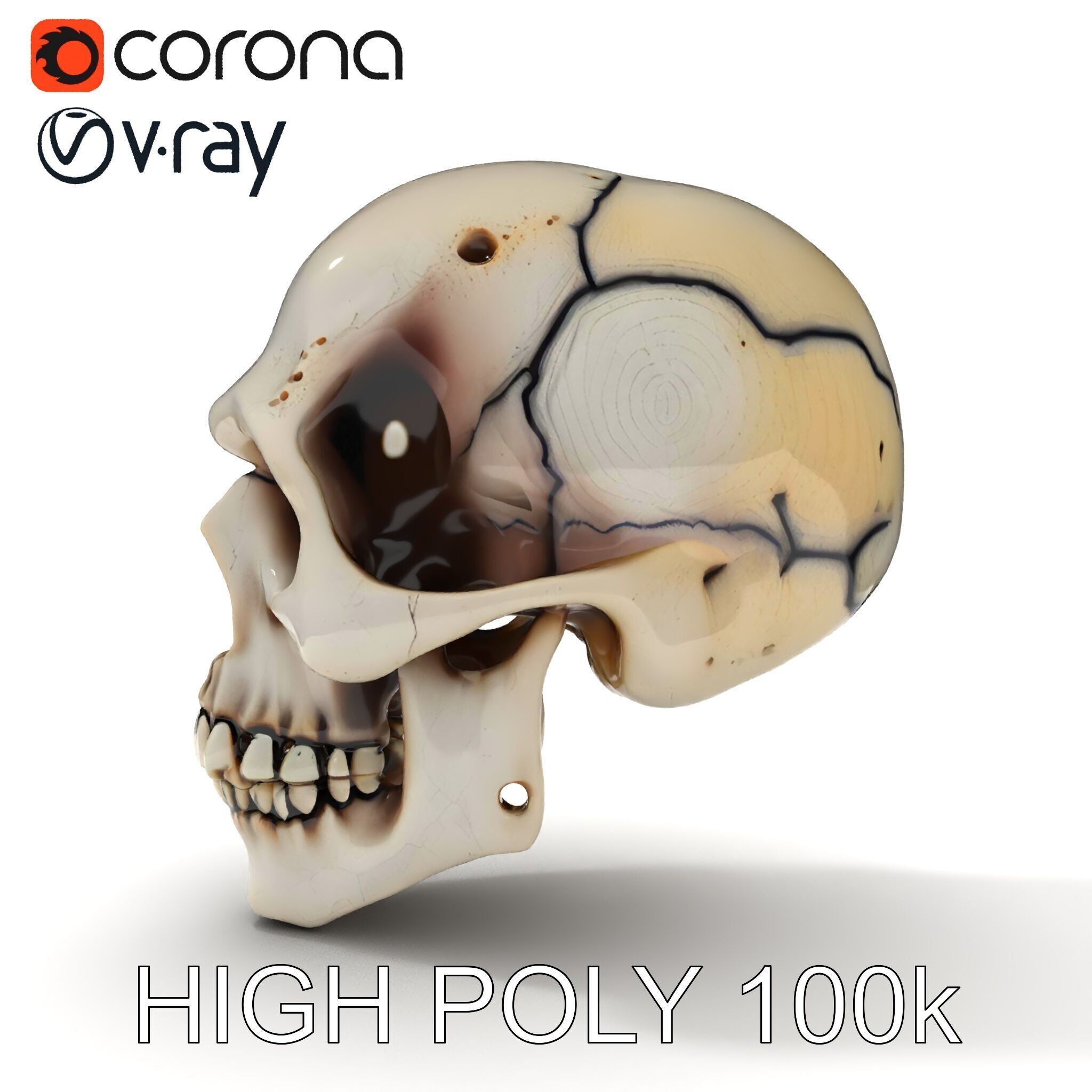Human Skull Detailed Model Pack Low-poly 3D model_17