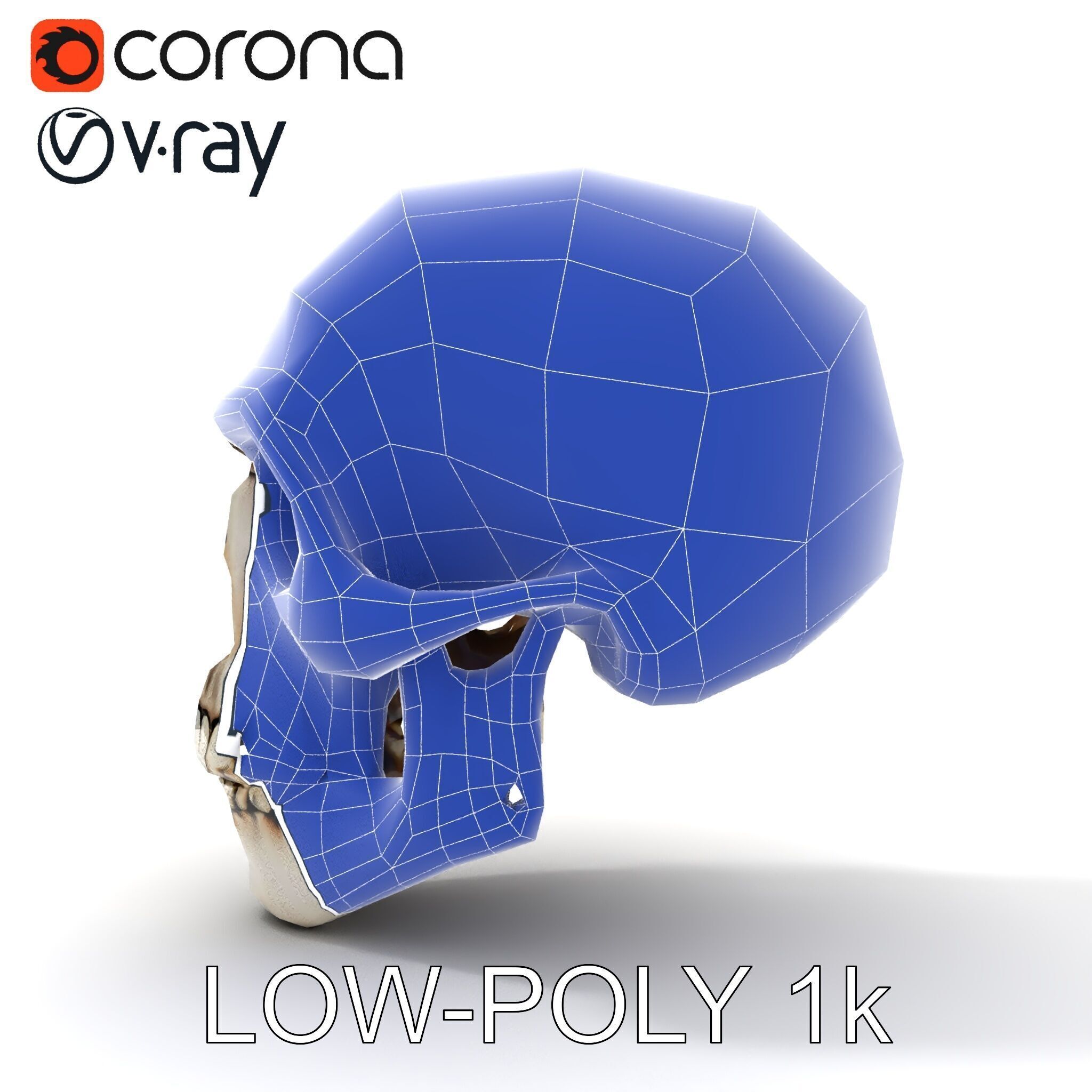 Human Skull Detailed Model Pack Low-poly 3D model_34