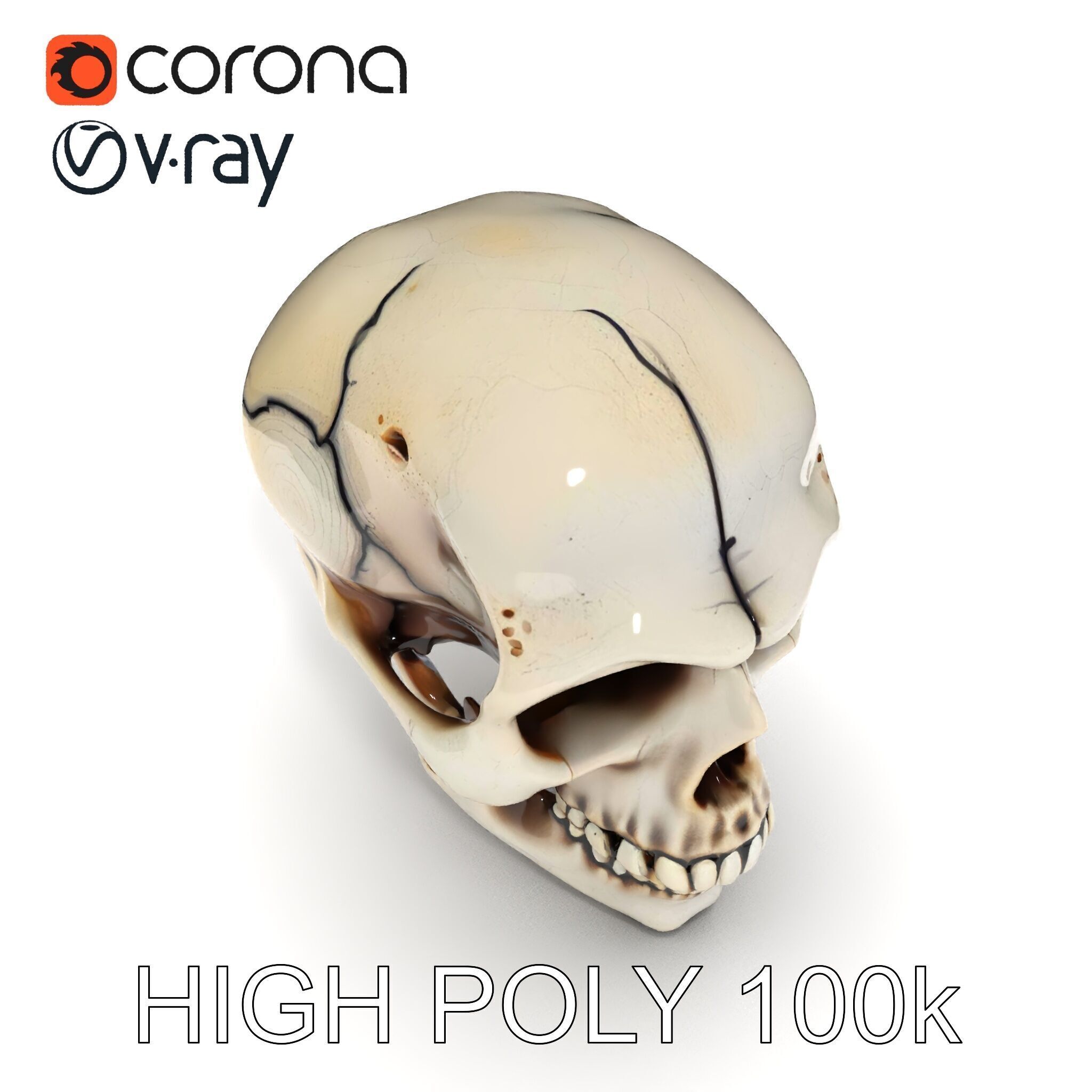 Human Skull Detailed Model Pack Low-poly 3D model_35