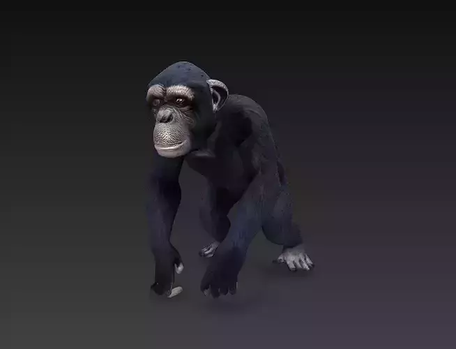 Monkey Chimpanzee 3D Model Basic - Low Poly Simple 
