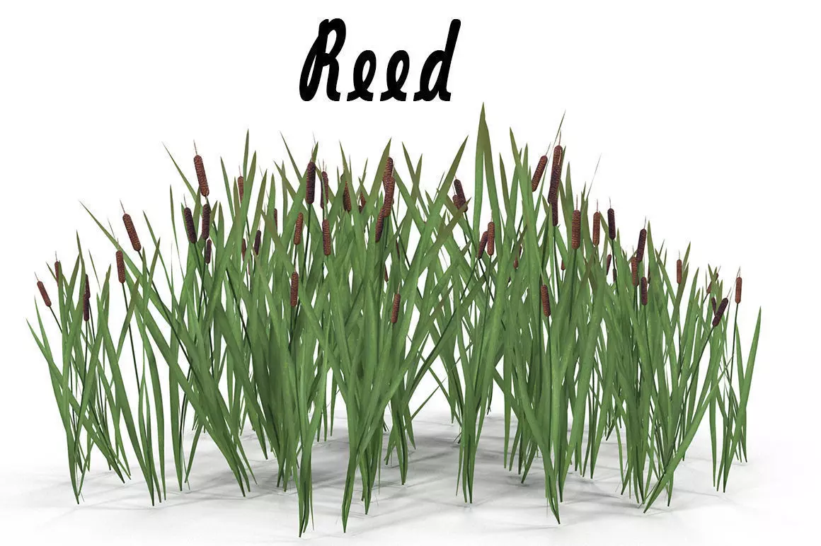 Bulrush grass Low-poly 3D model_0