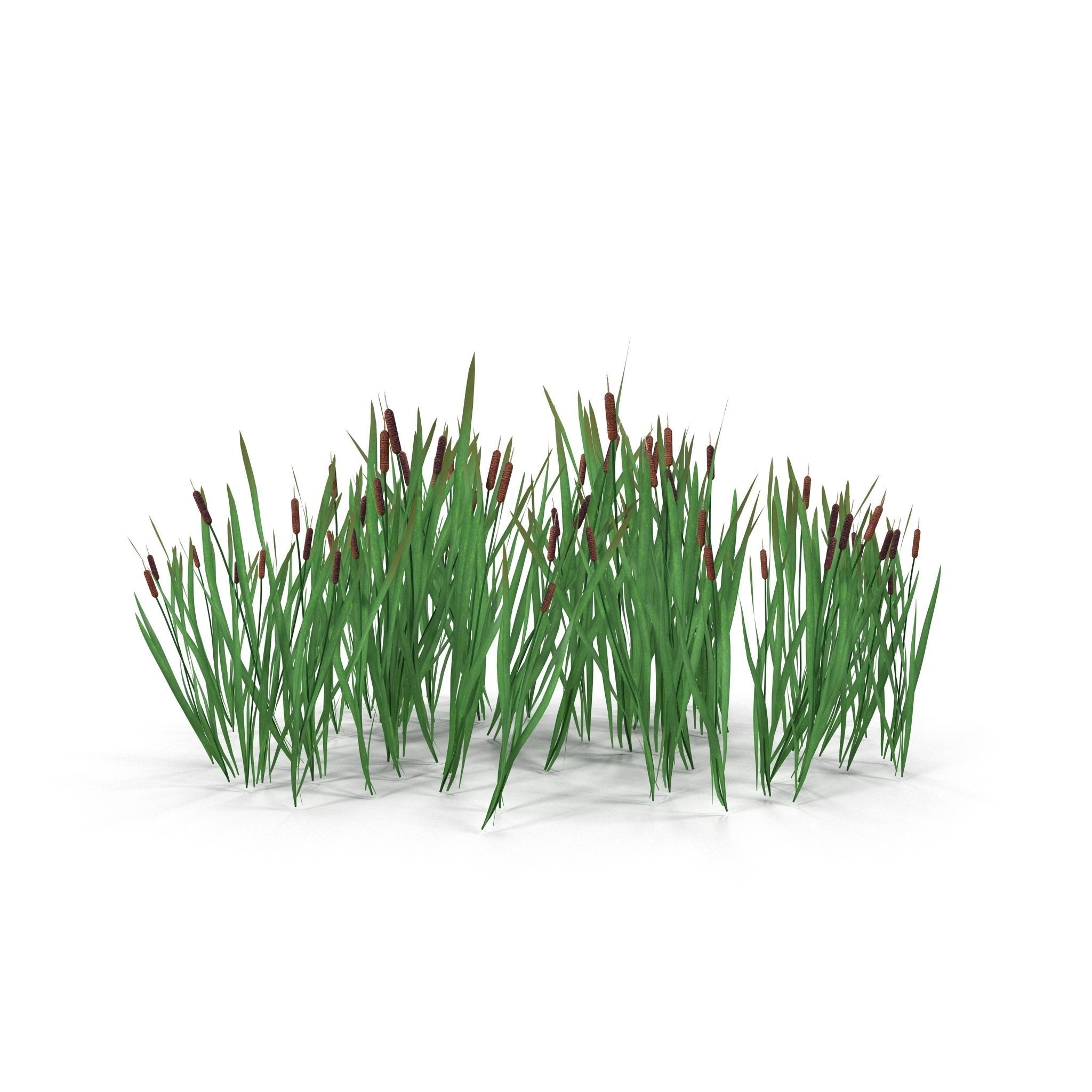 Bulrush grass Low-poly 3D model_3