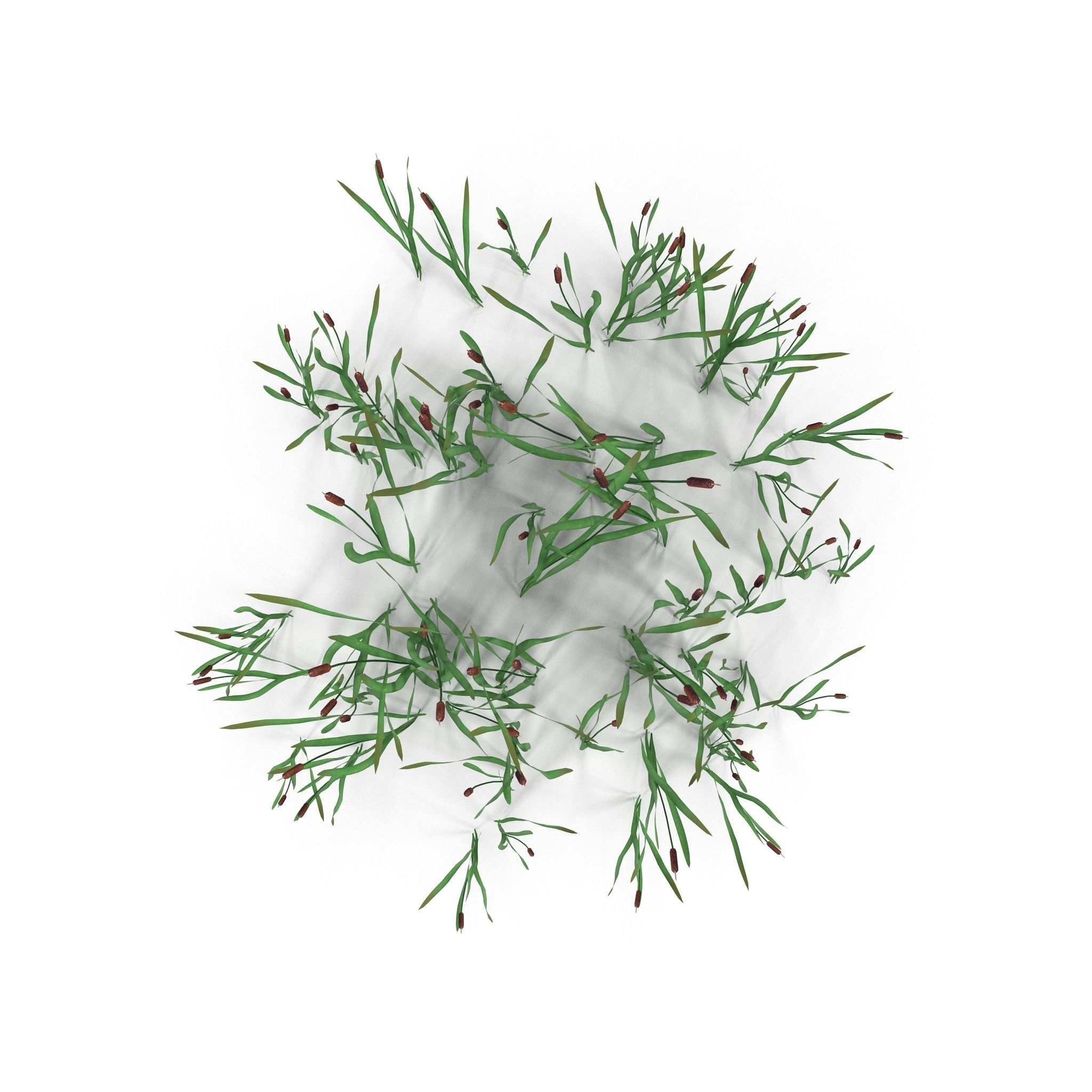 Bulrush grass Low-poly 3D model_8