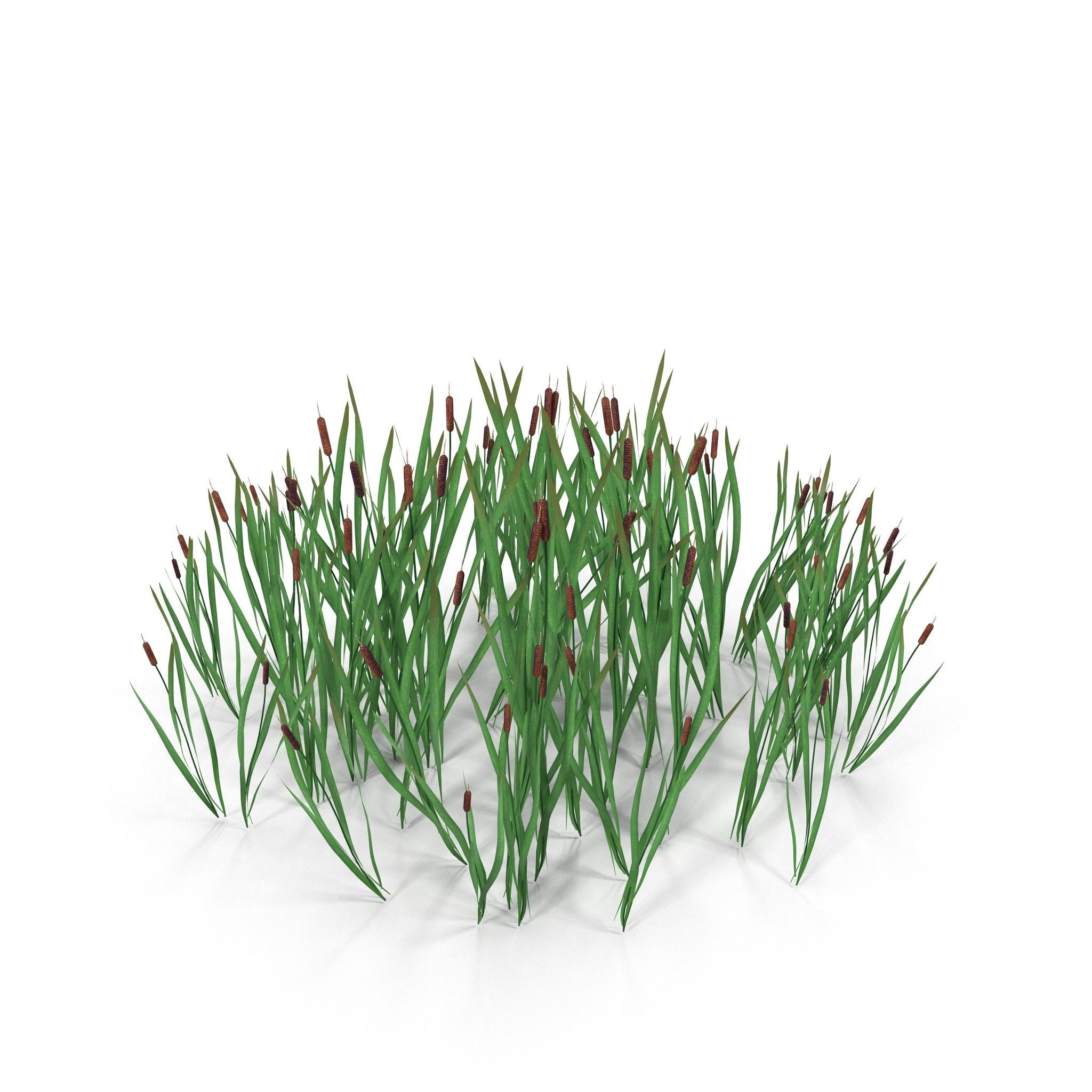 Bulrush grass Low-poly 3D model_2
