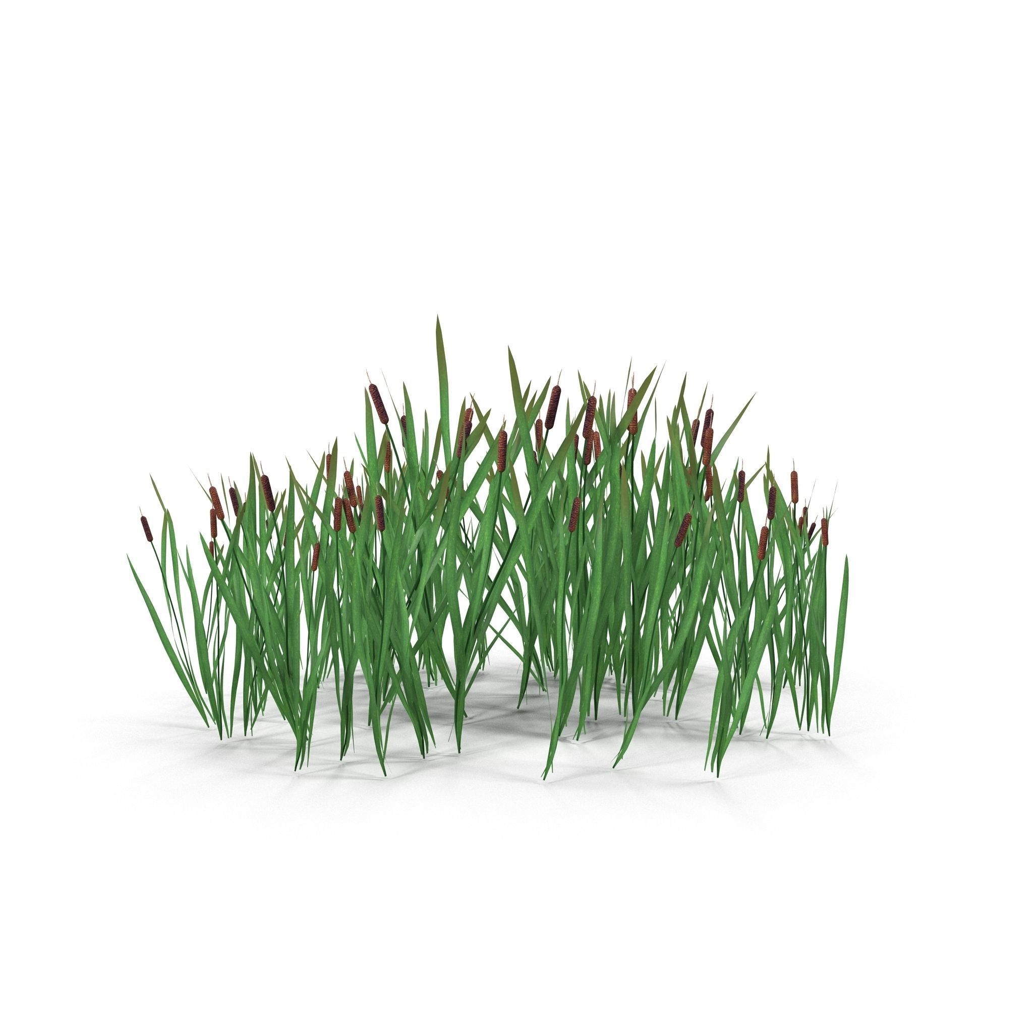Bulrush grass Low-poly 3D model_5