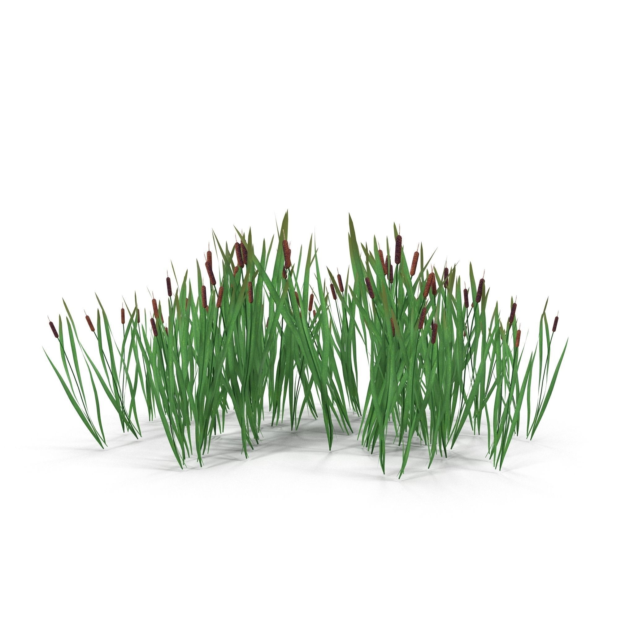 Bulrush grass Low-poly 3D model_7