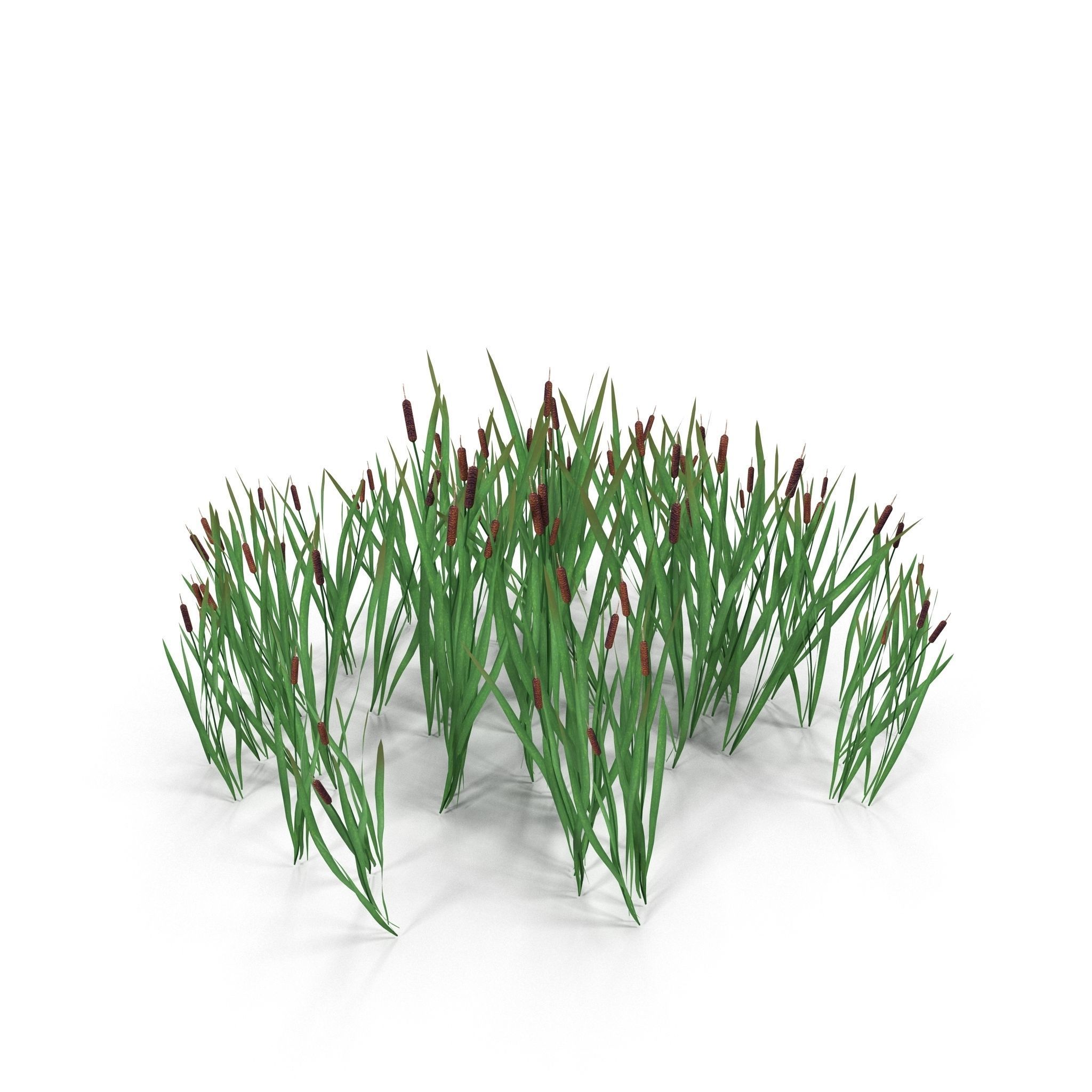 Bulrush grass Low-poly 3D model_6
