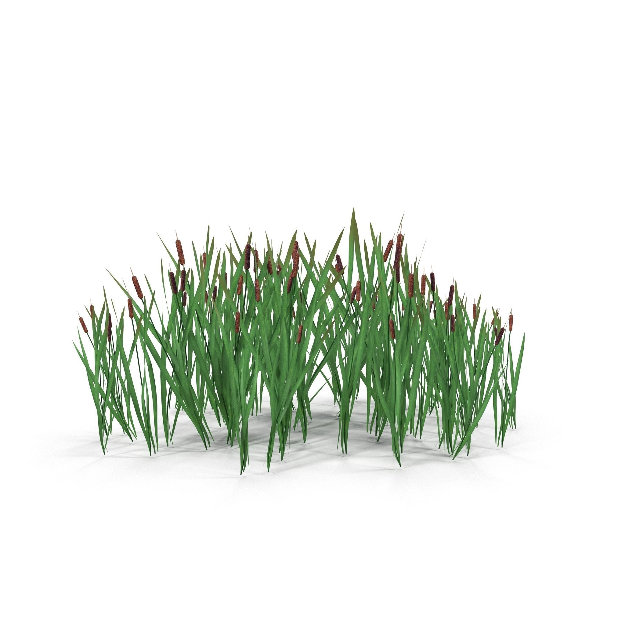 Bulrush grass Low-poly 3D model_4