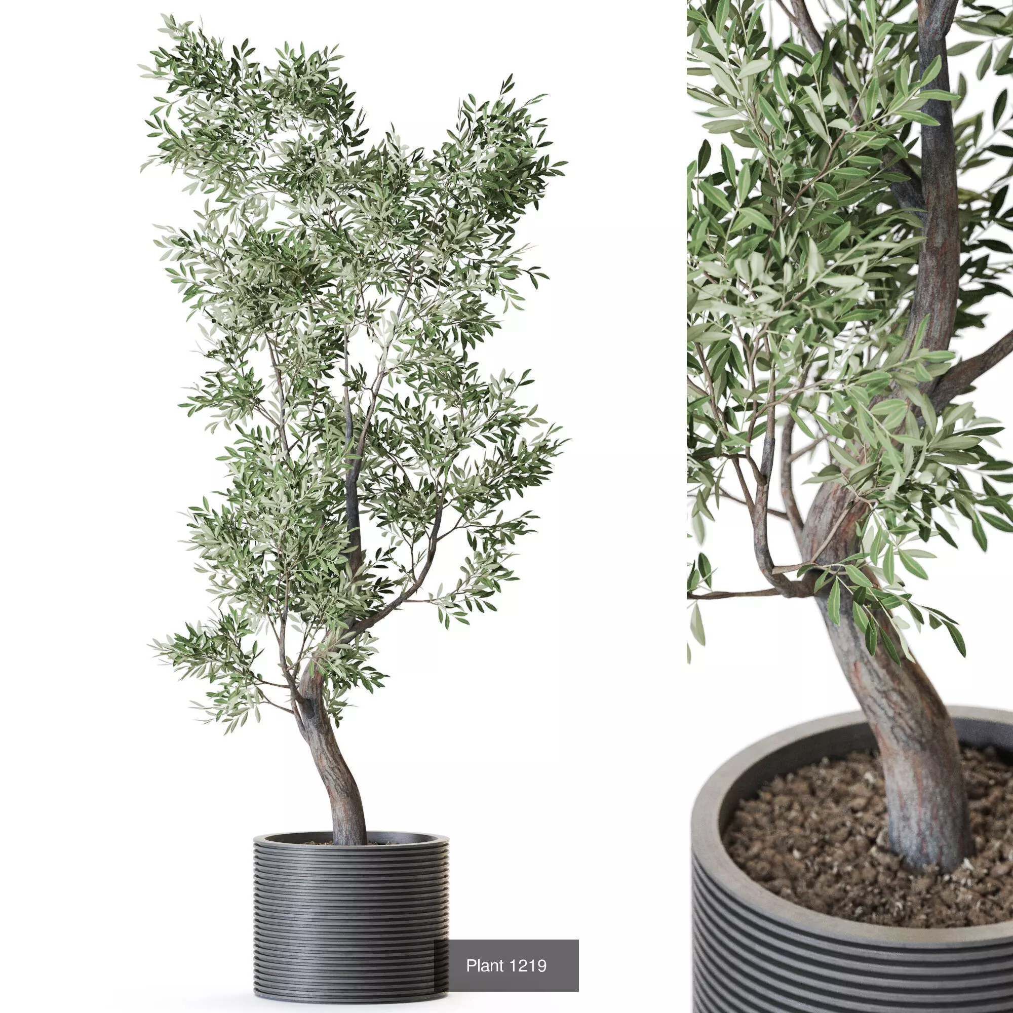 Plants collection vol 55  _10