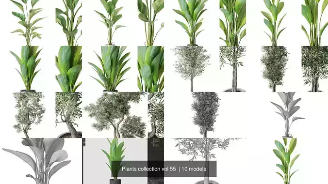 Plants collection vol 55 