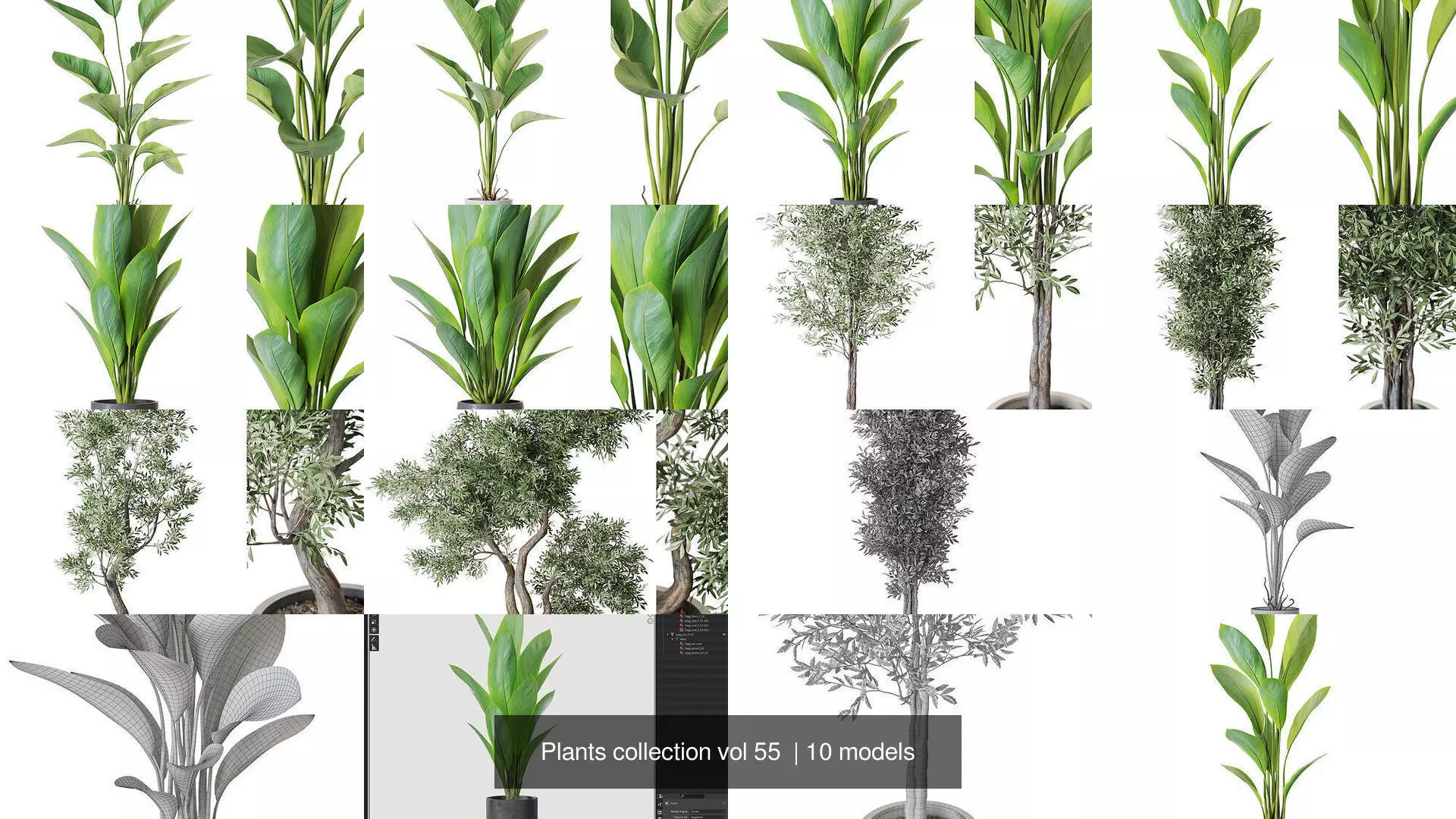 Plants collection vol 55  _1