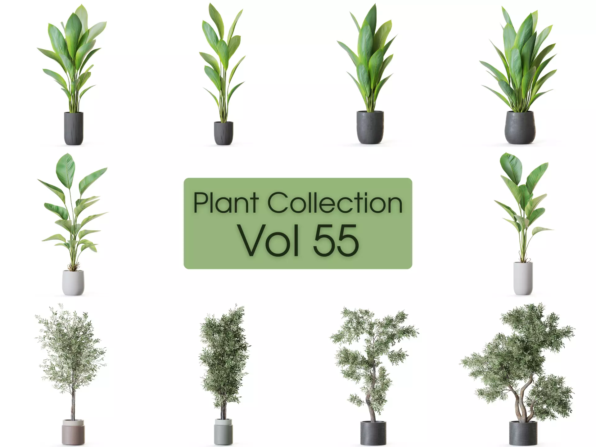 Plants collection vol 55  _0