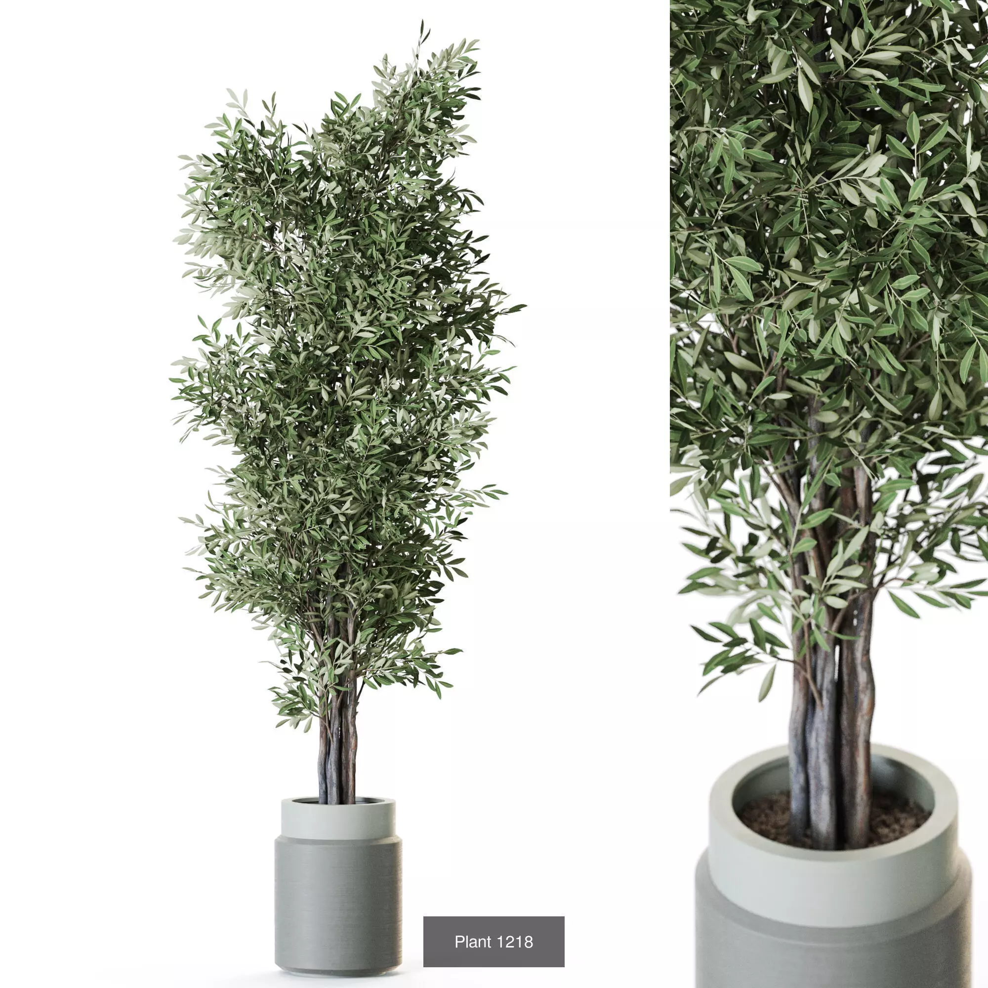 Plants collection vol 55  _9