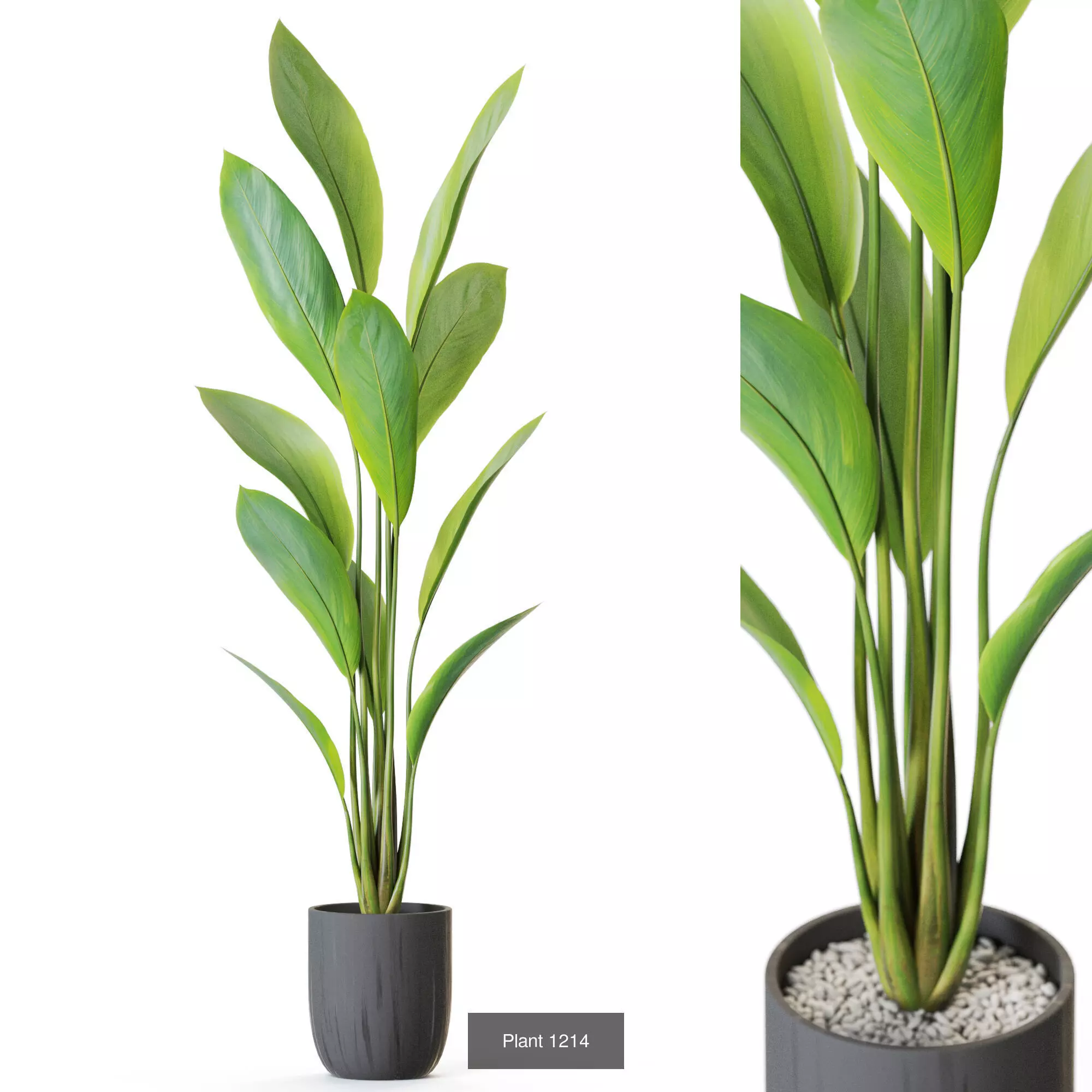 Plants collection vol 55  _5