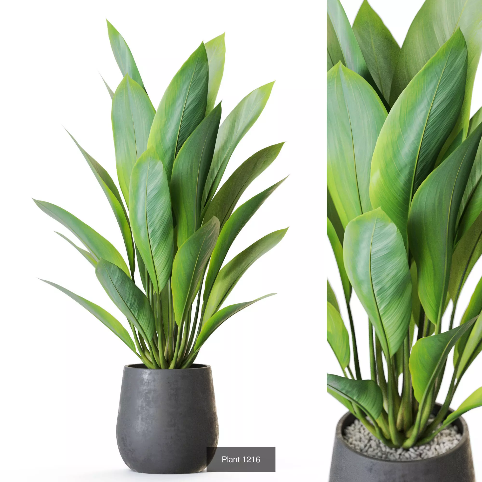 Plants collection vol 55  _7