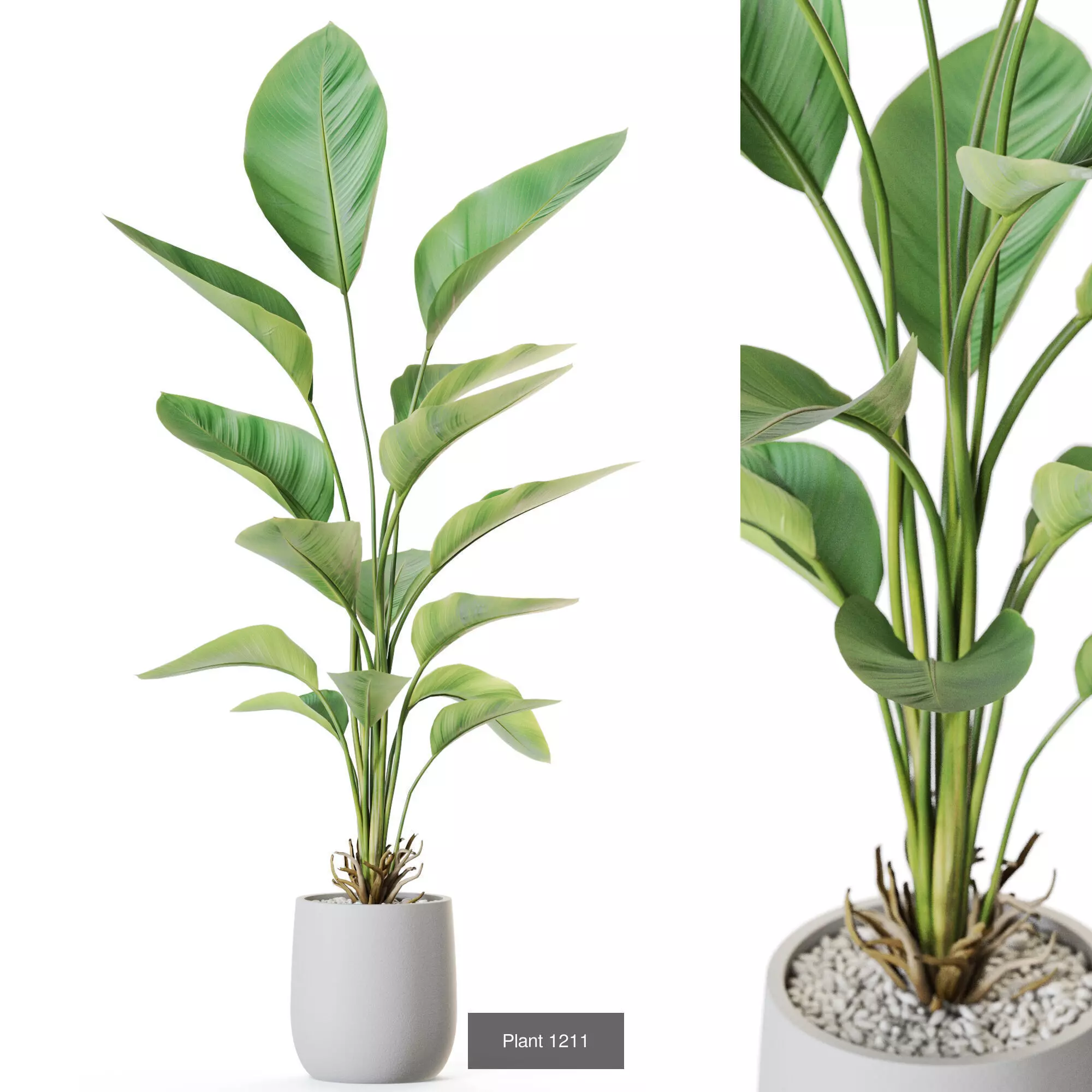 Plants collection vol 55  _2