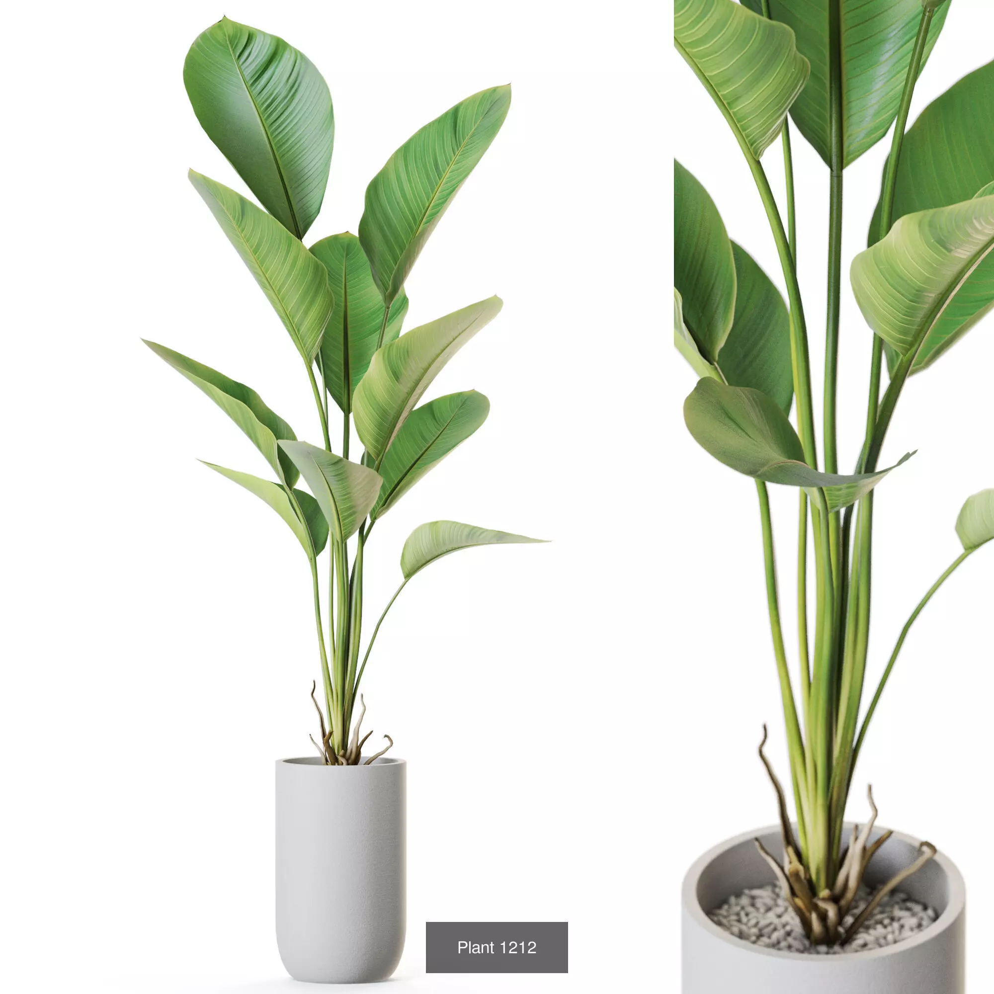 Plants collection vol 55  _3