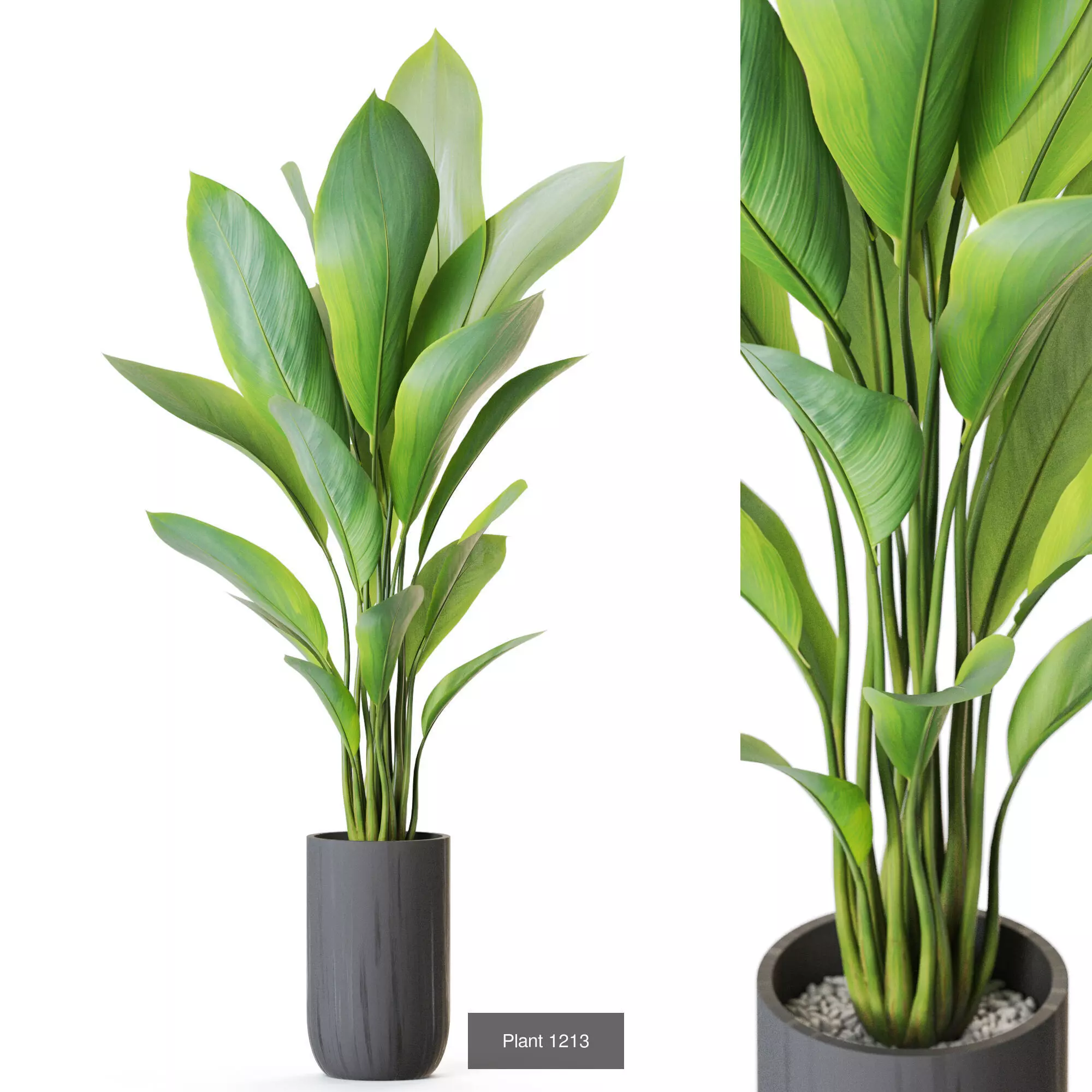 Plants collection vol 55  _4