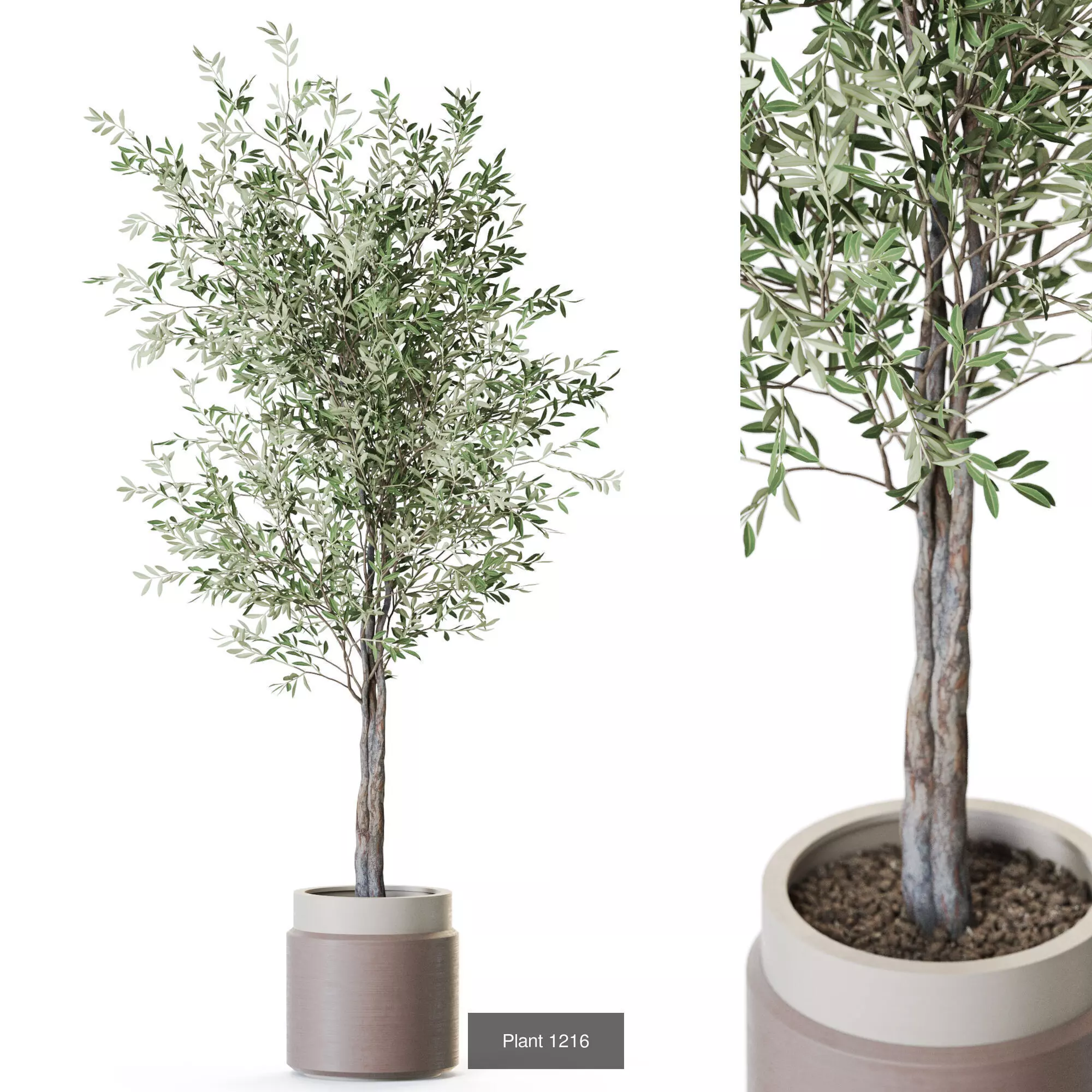 Plants collection vol 55  _8