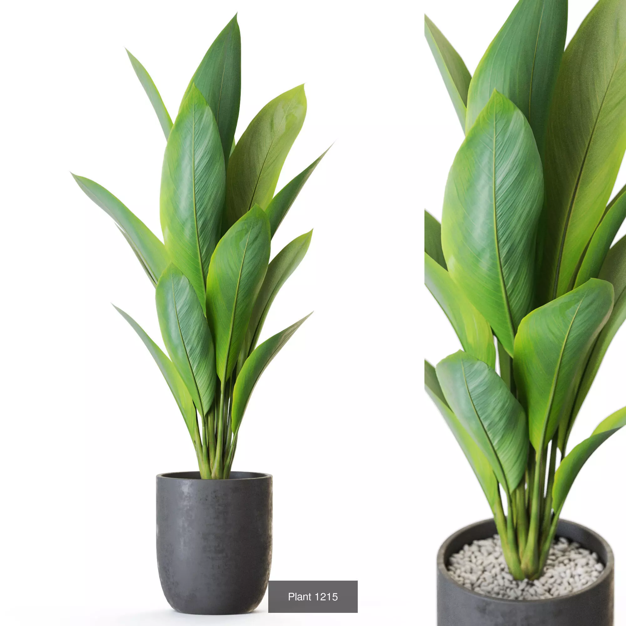 Plants collection vol 55  _6