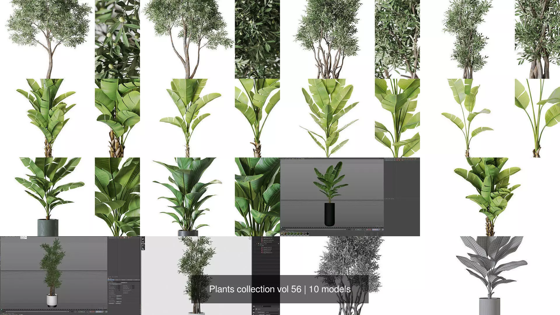 Plants collection vol 56 _1