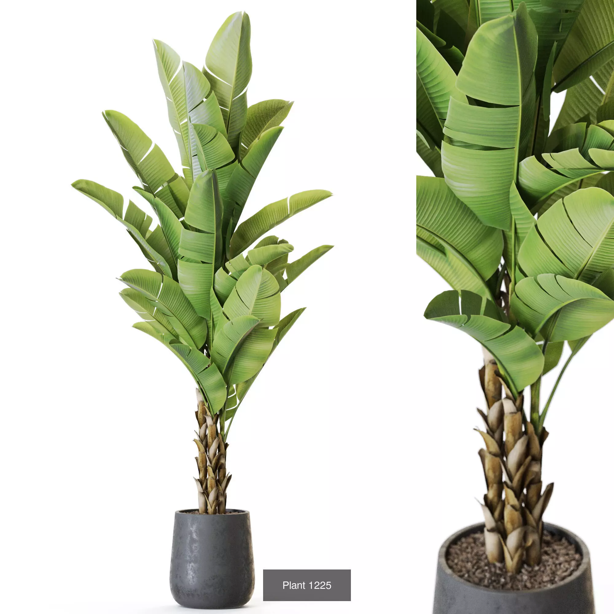 Plants collection vol 56 _6