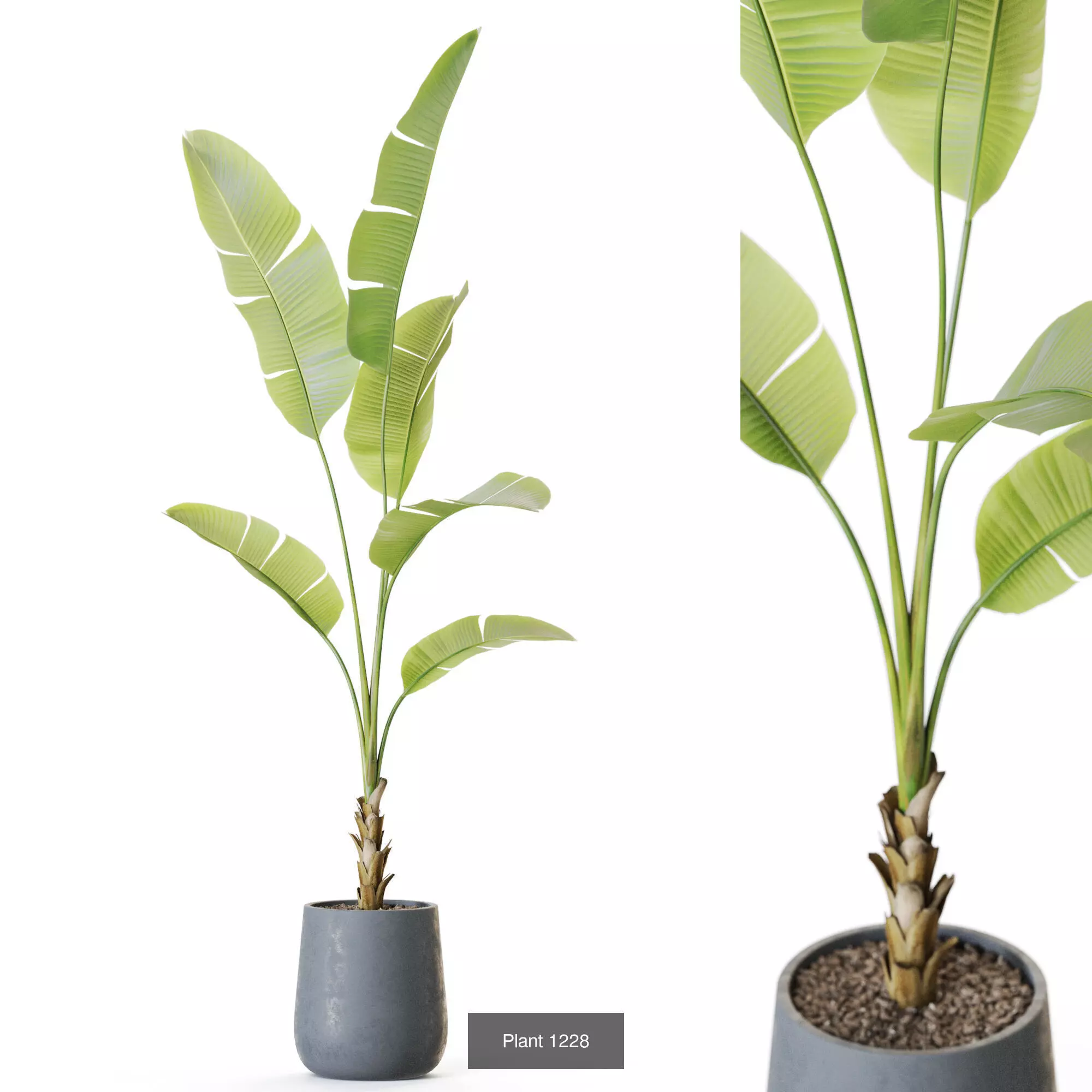 Plants collection vol 56 _9