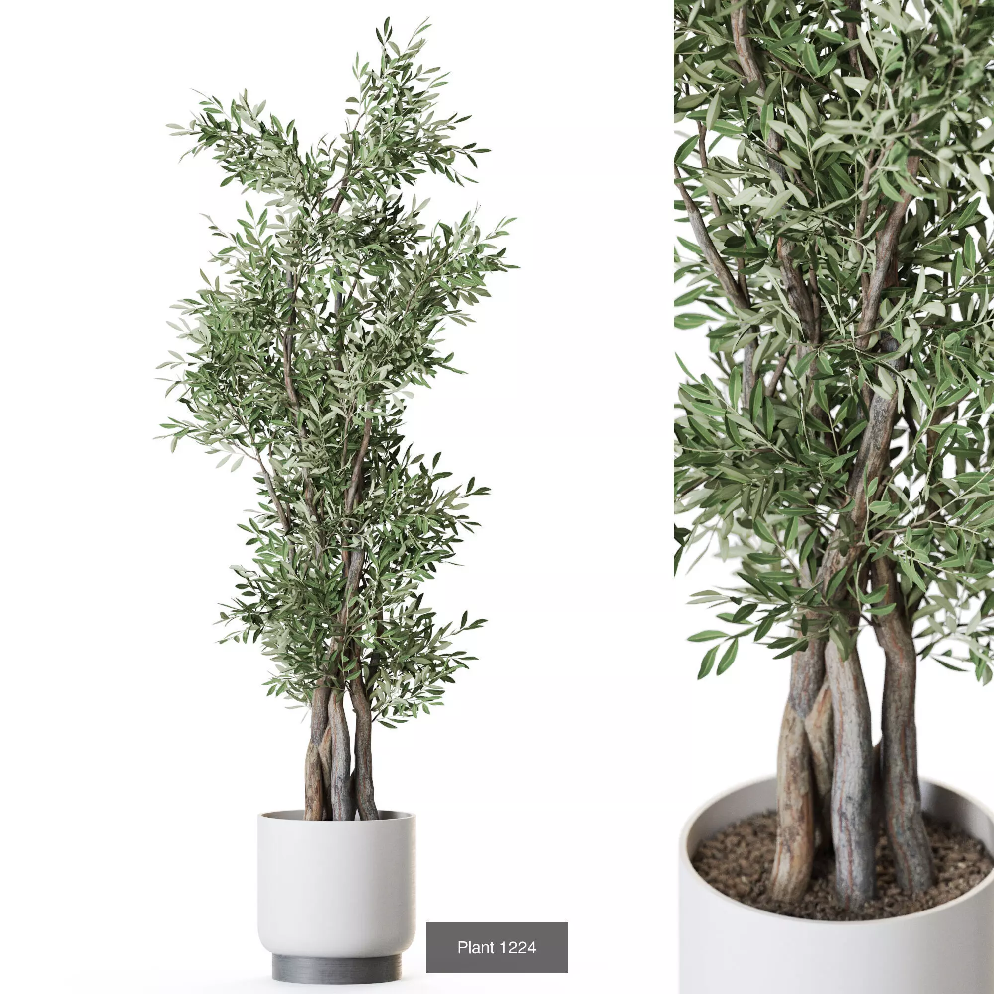 Plants collection vol 56 _5