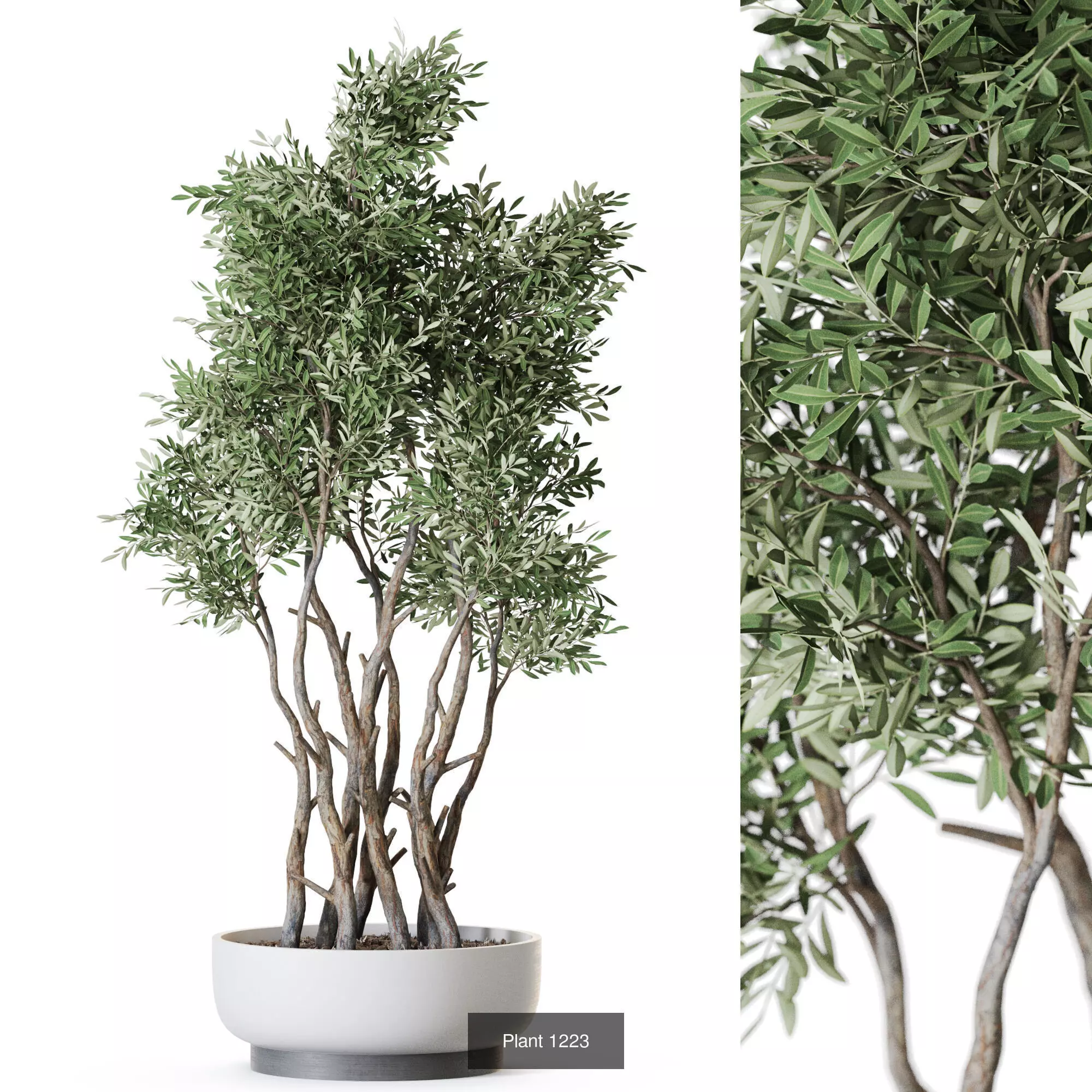 Plants collection vol 56 _4