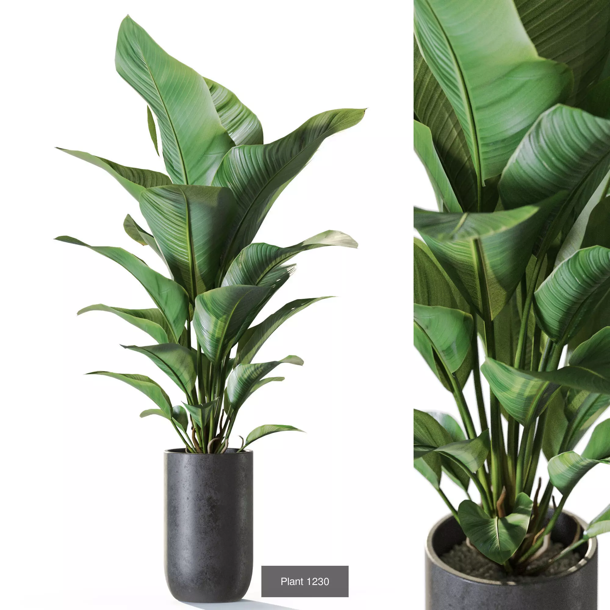 Plants collection vol 56 _11