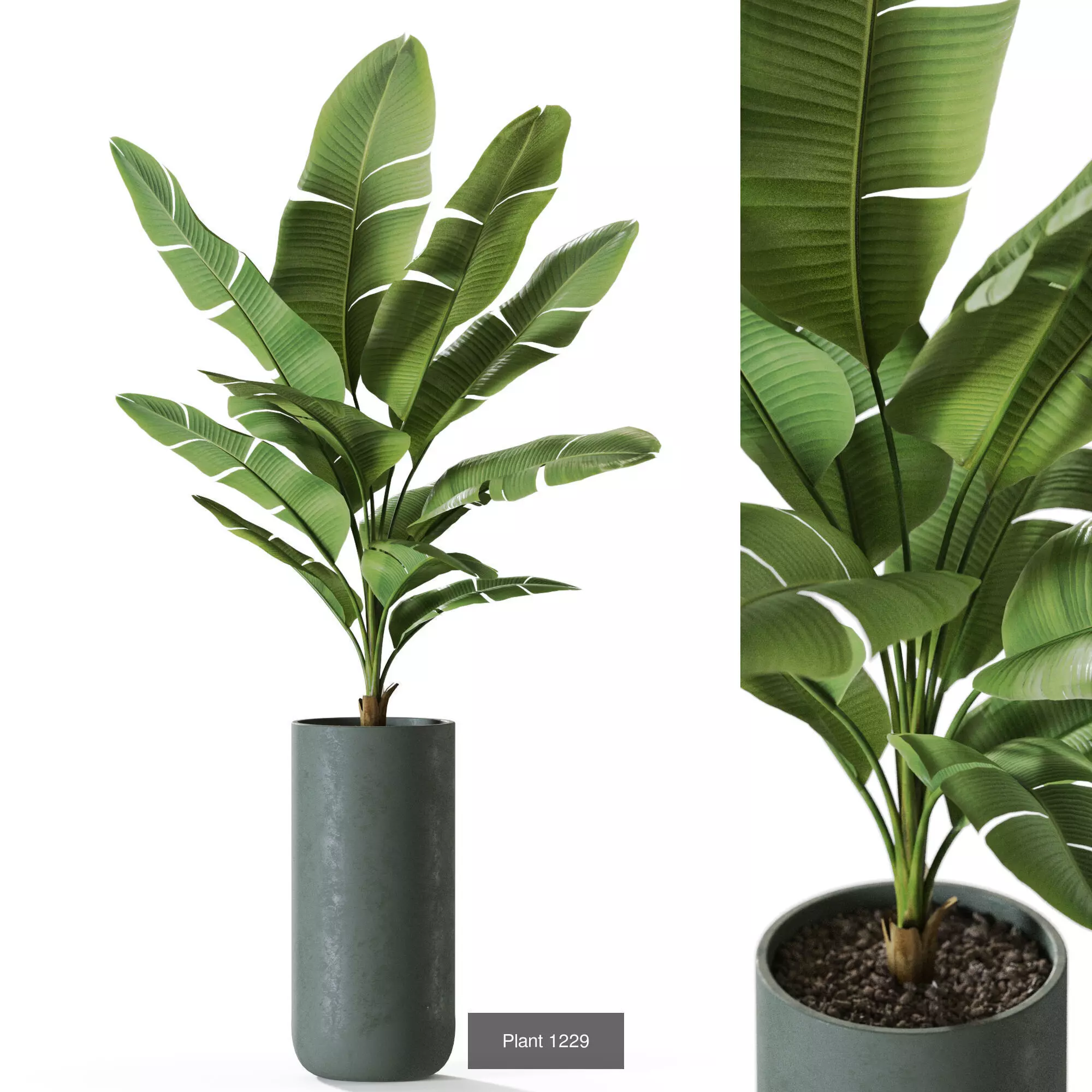 Plants collection vol 56 _10