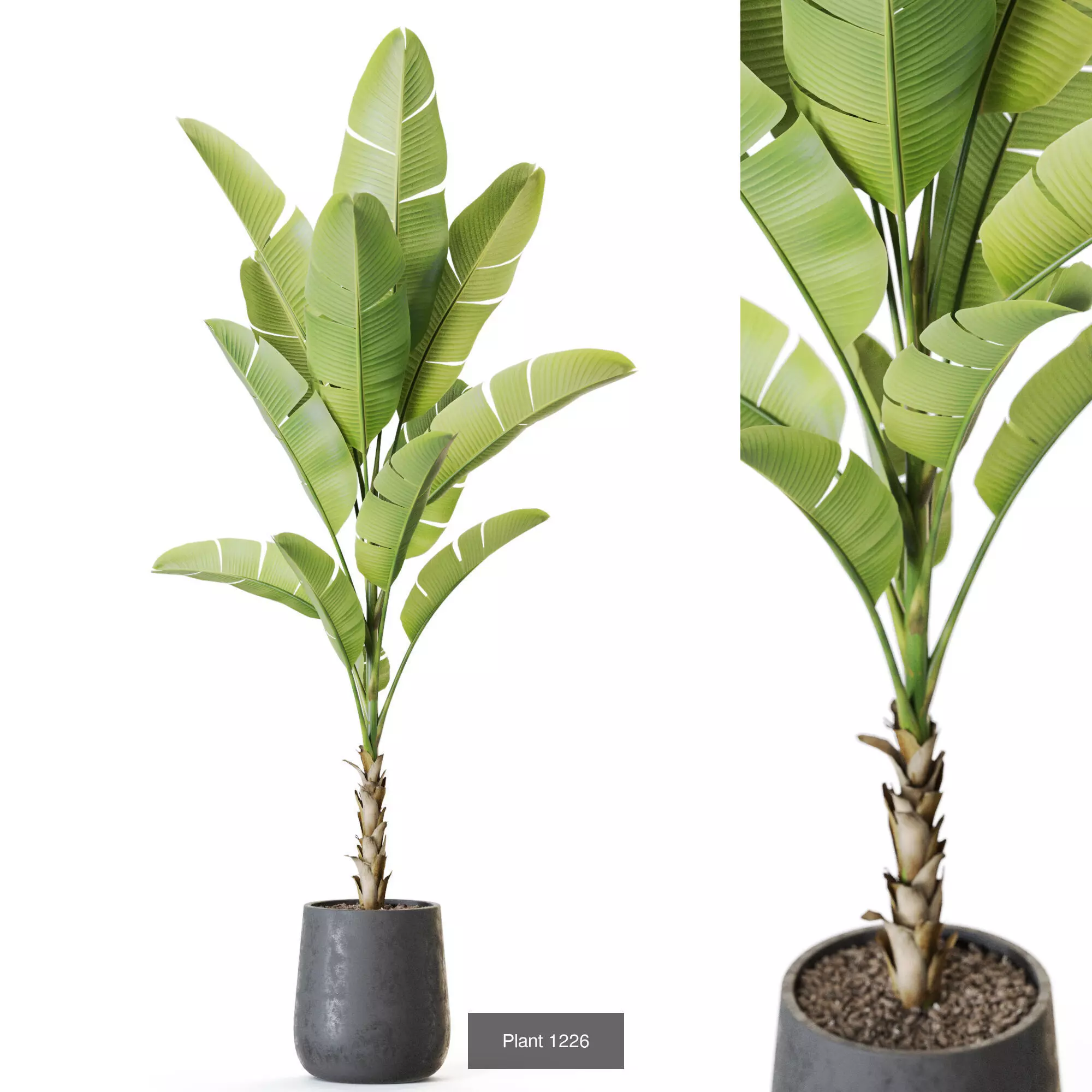 Plants collection vol 56 _7