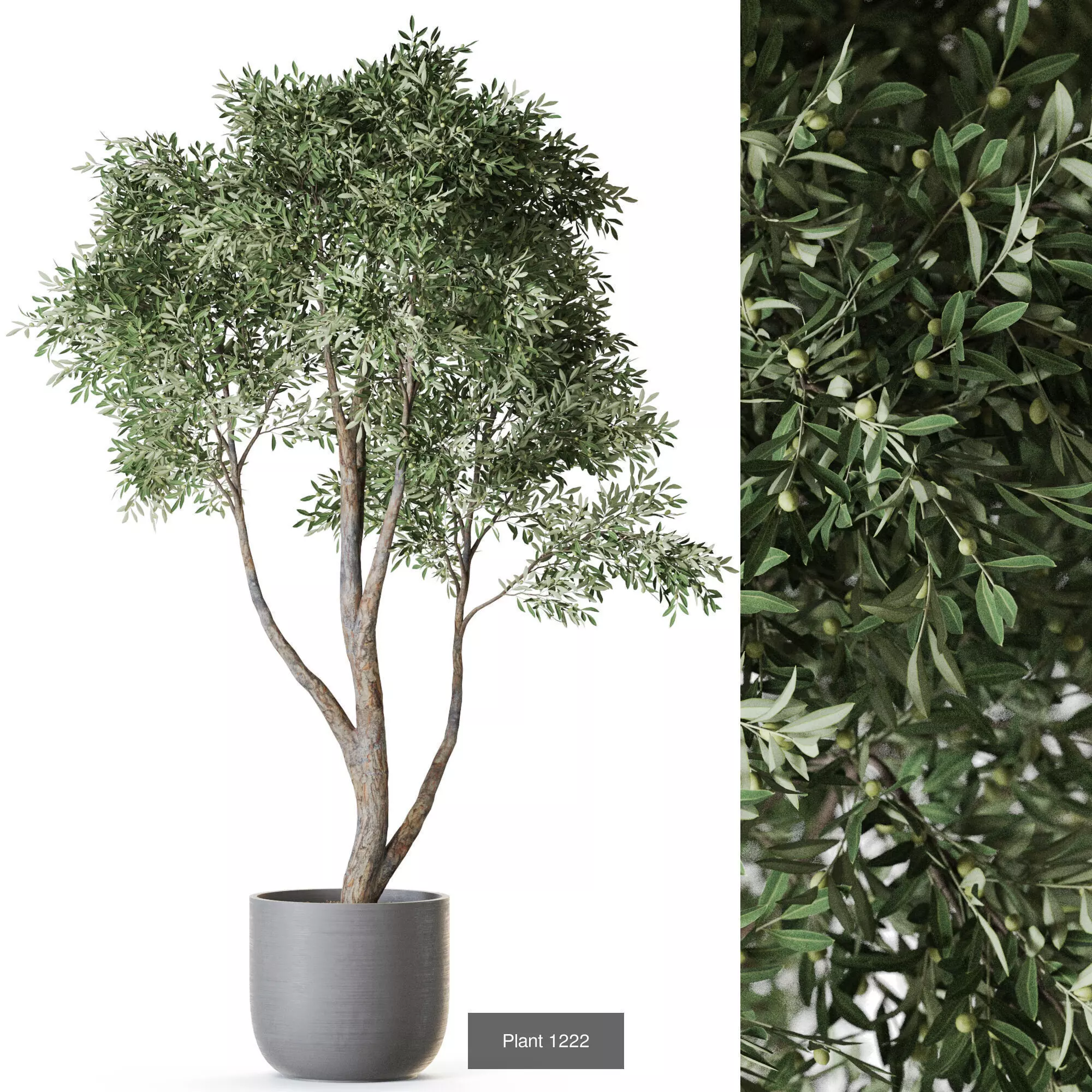 Plants collection vol 56 _3