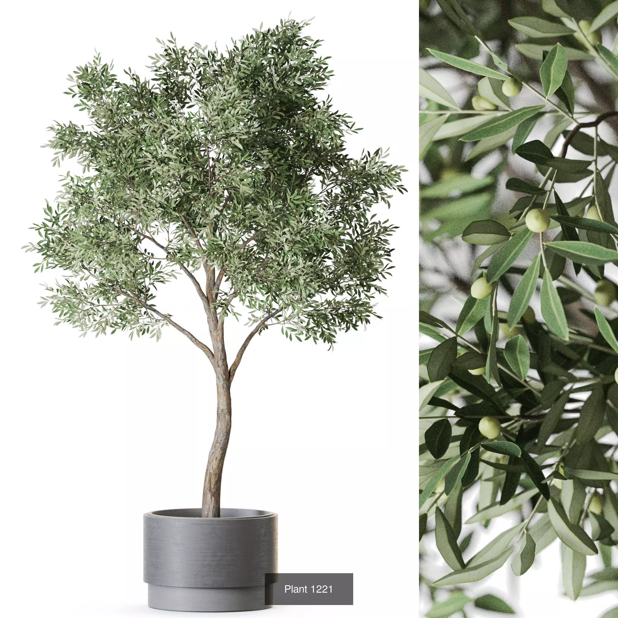 Plants collection vol 56 _2