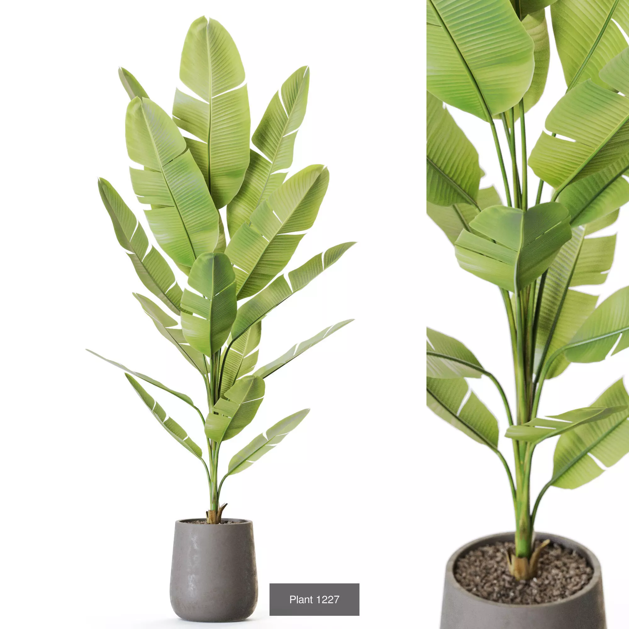 Plants collection vol 56 _8