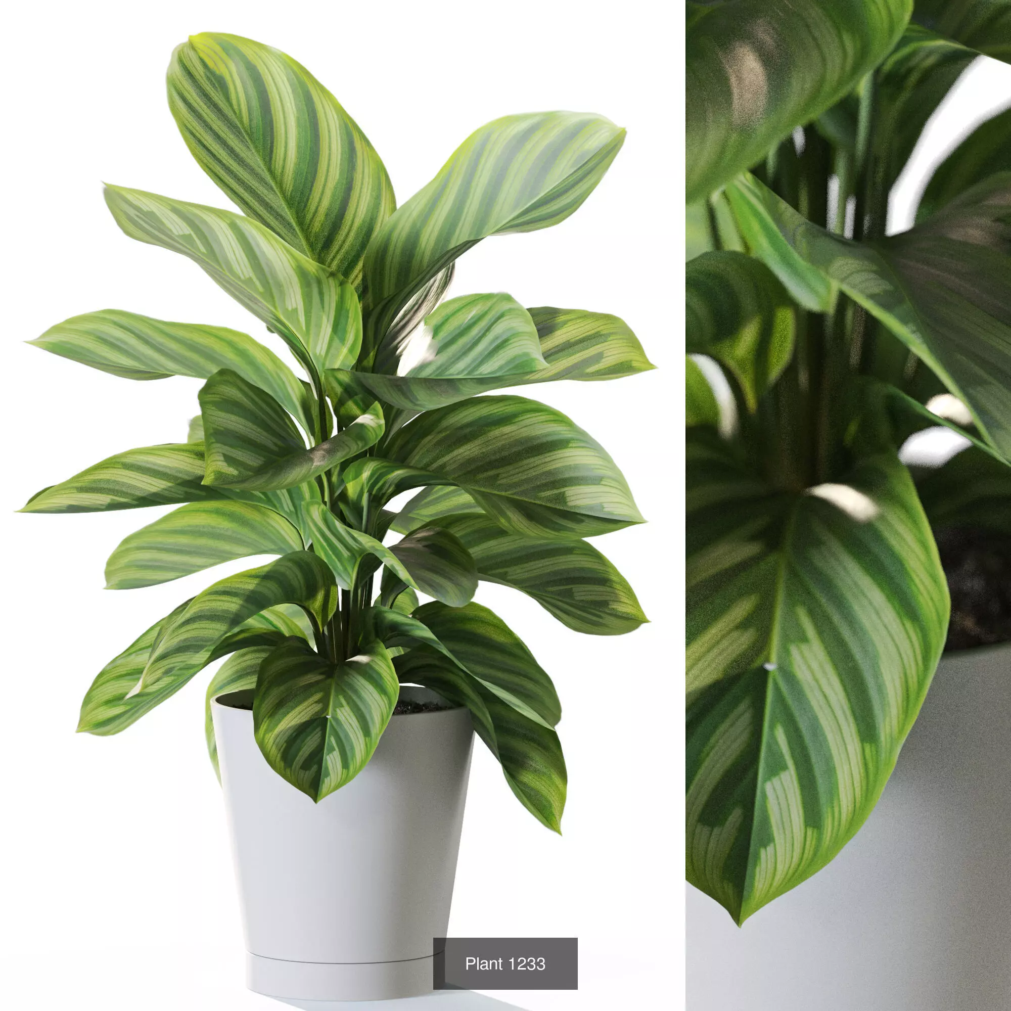 Plants collection vol 57 _4