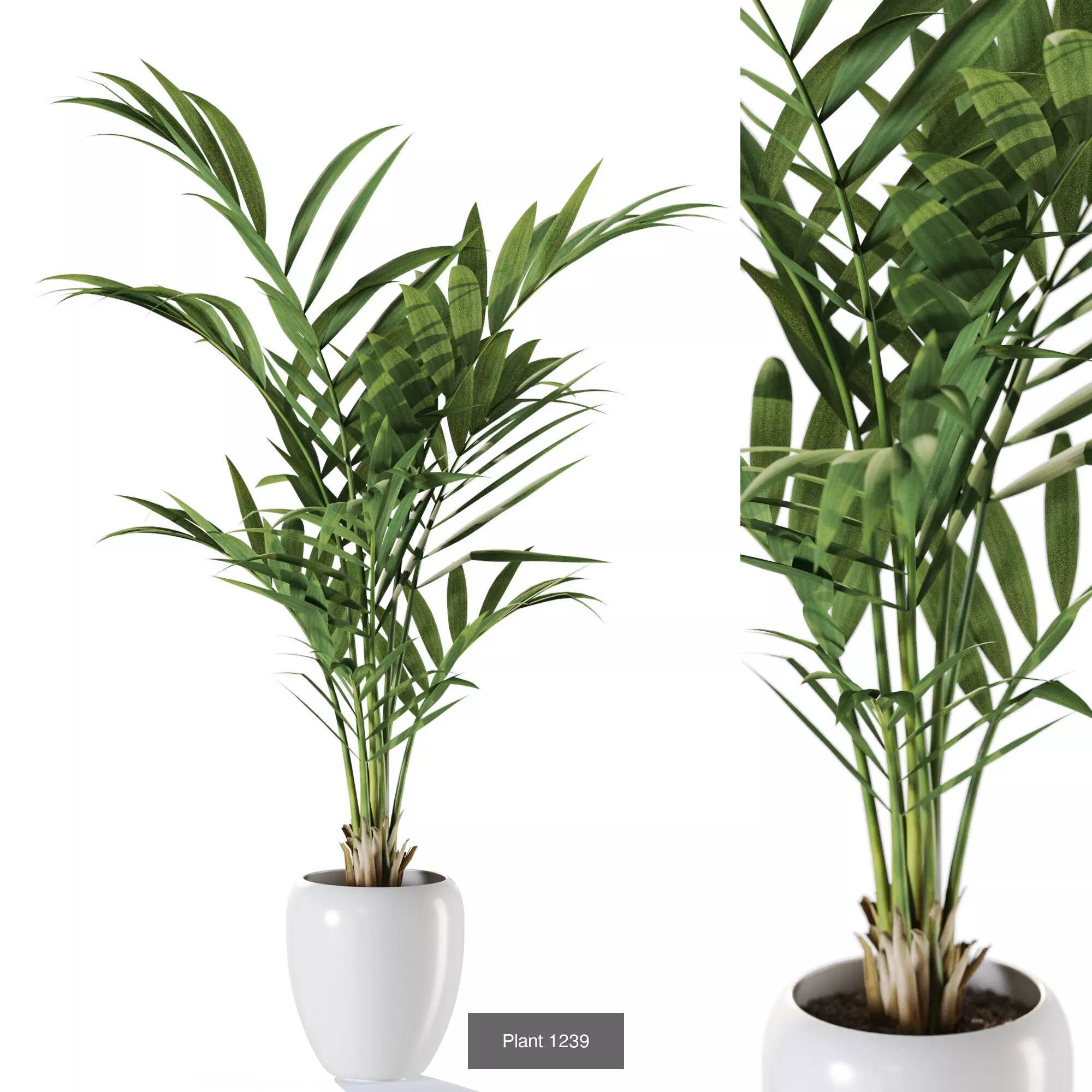 Plants collection vol 57 _10