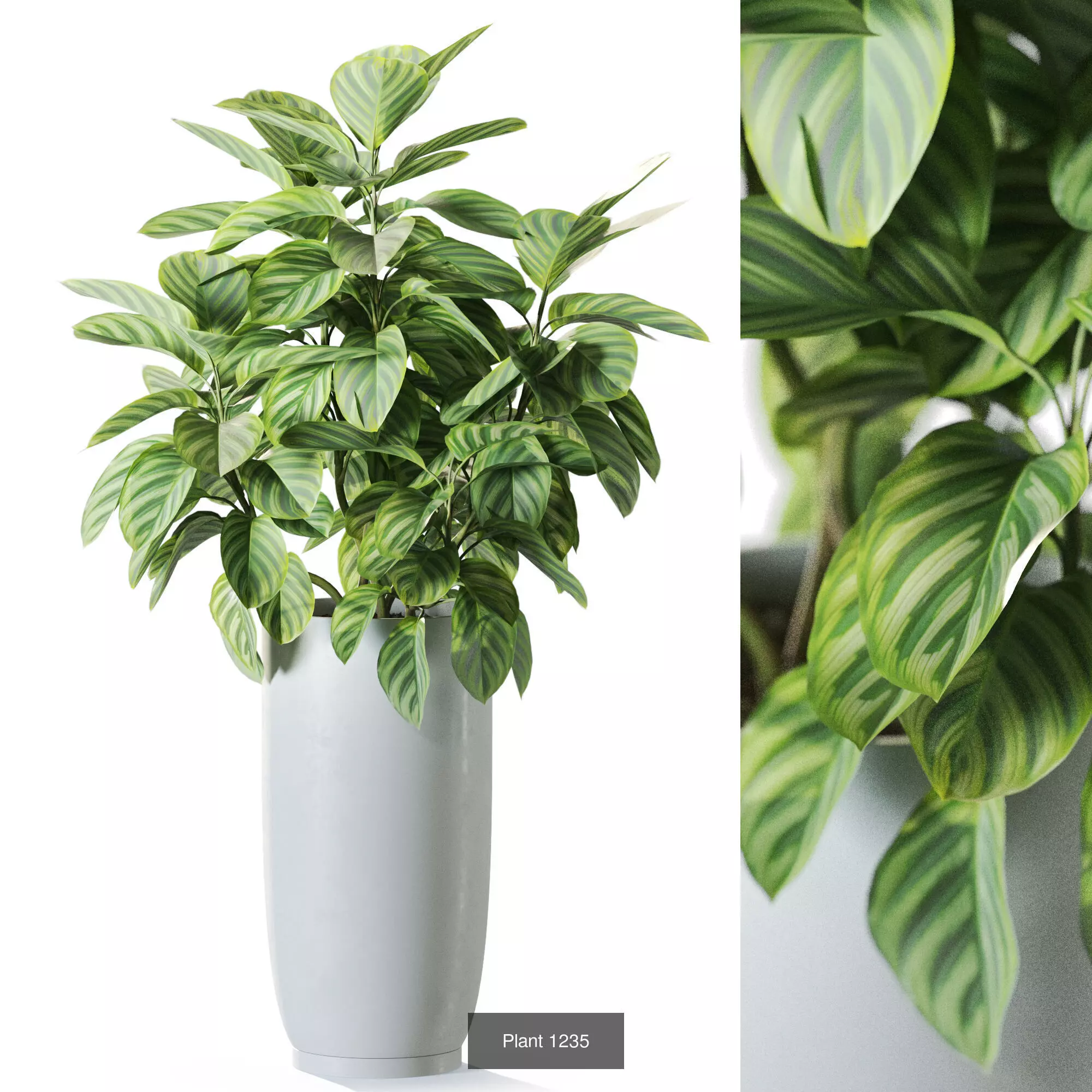 Plants collection vol 57 _6