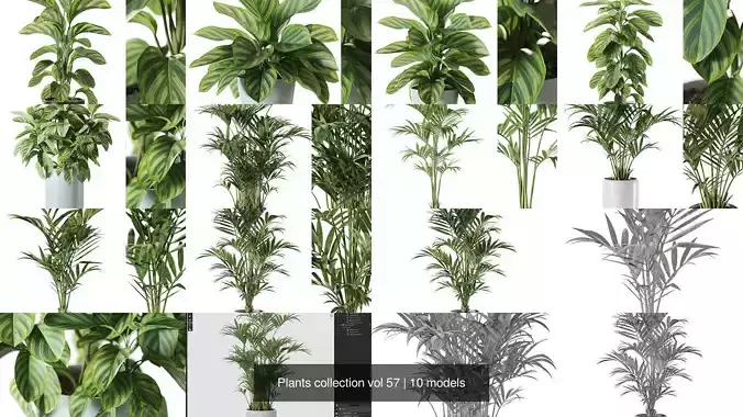 Plants collection vol 57