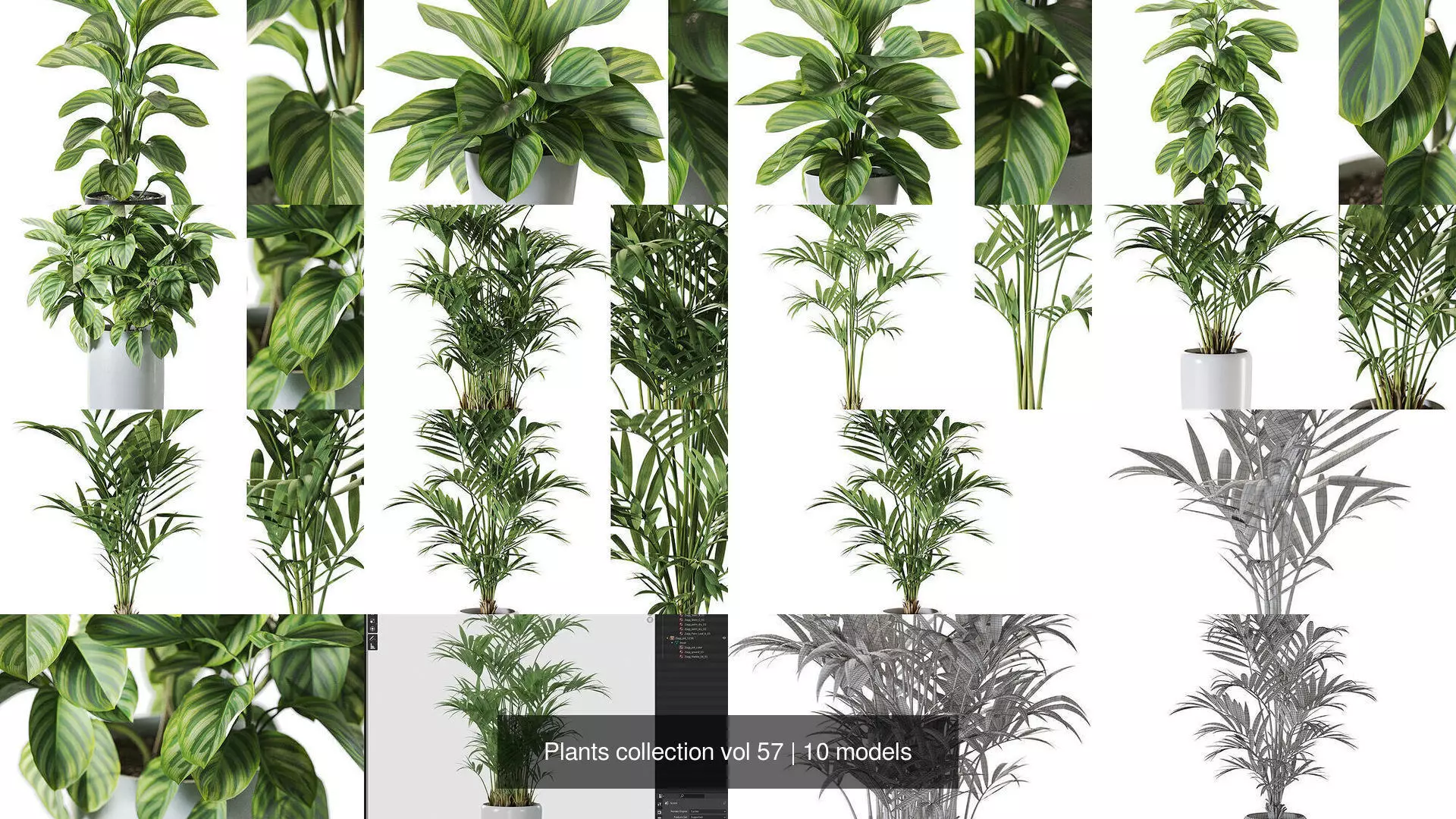 Plants collection vol 57 _1