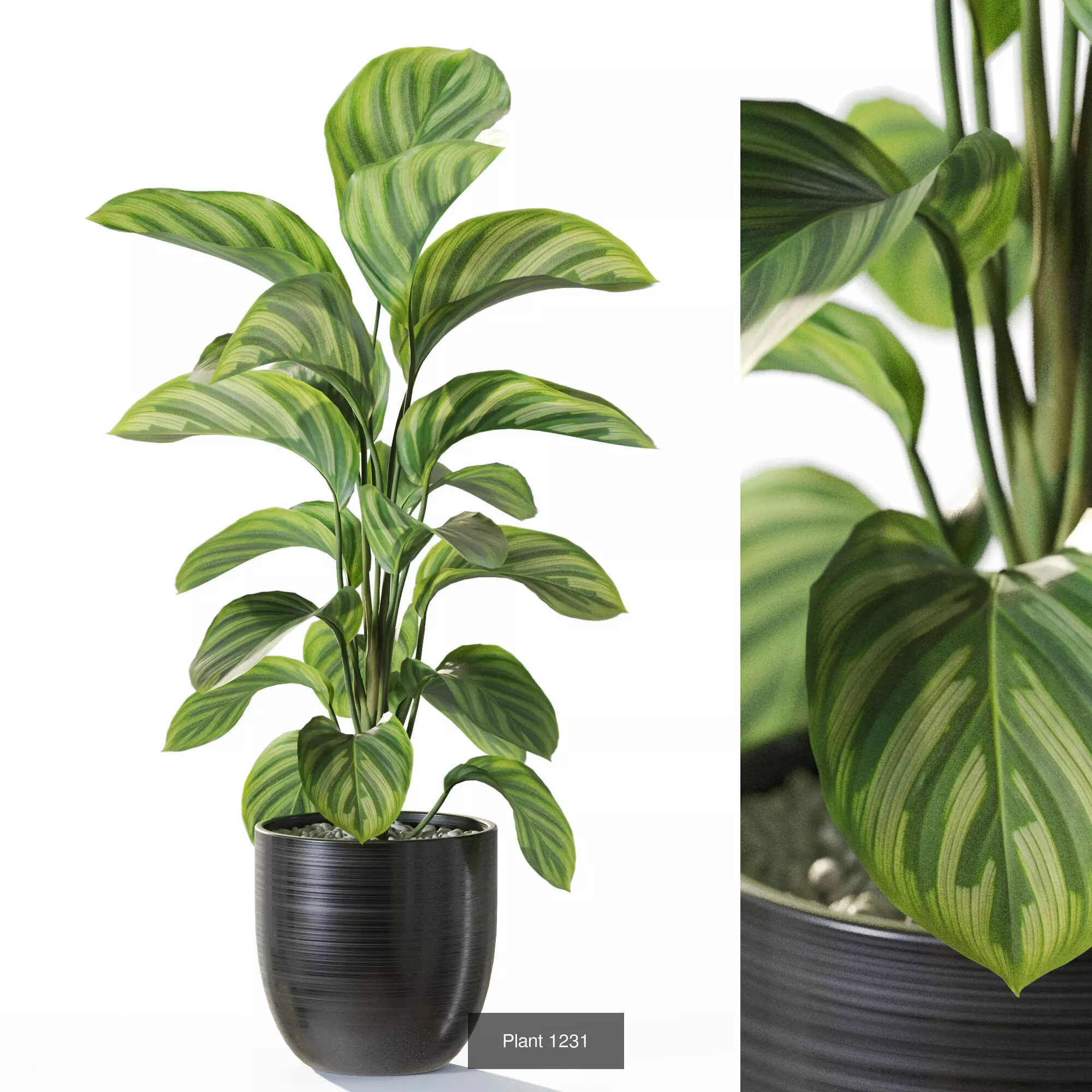 Plants collection vol 57 _2