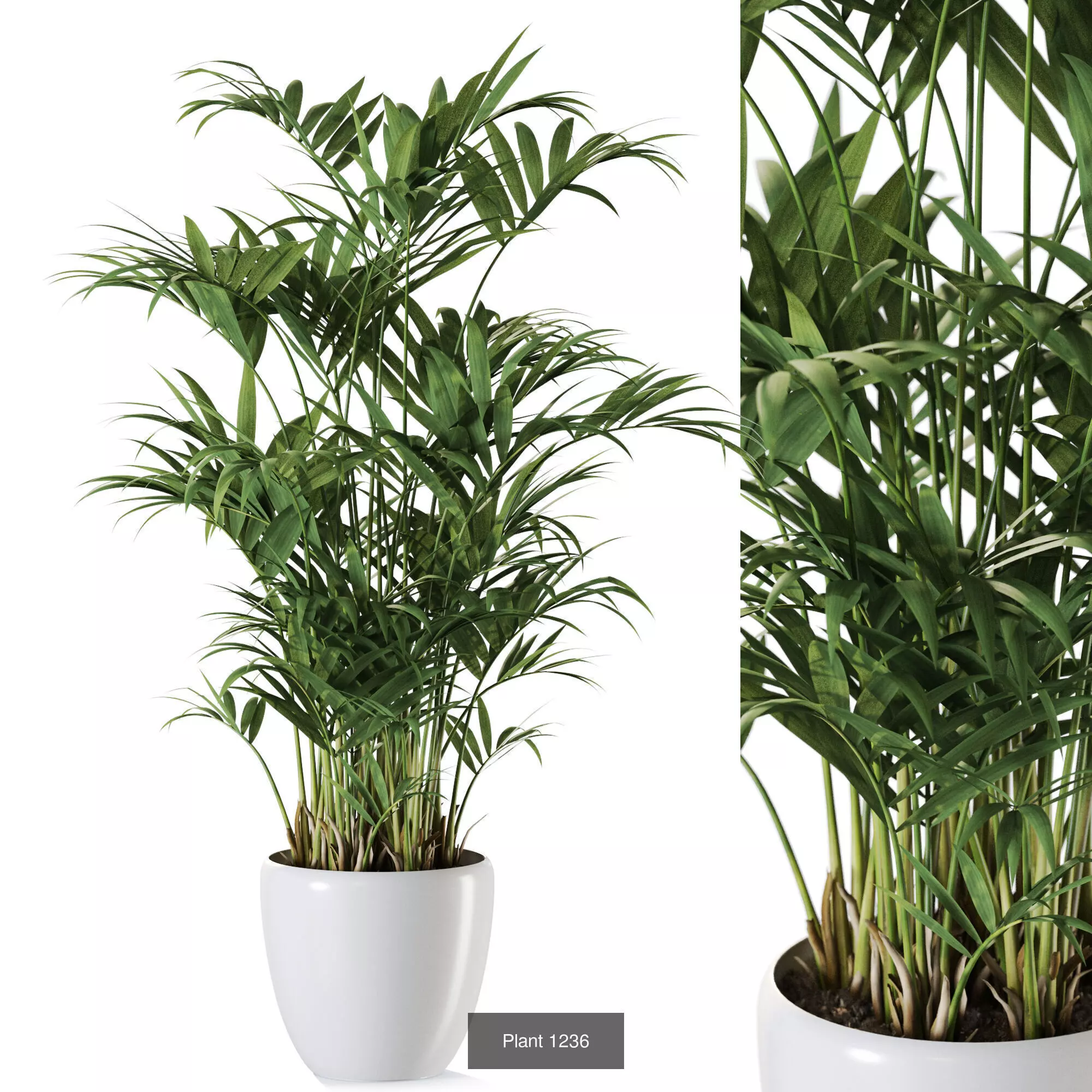 Plants collection vol 57 _7