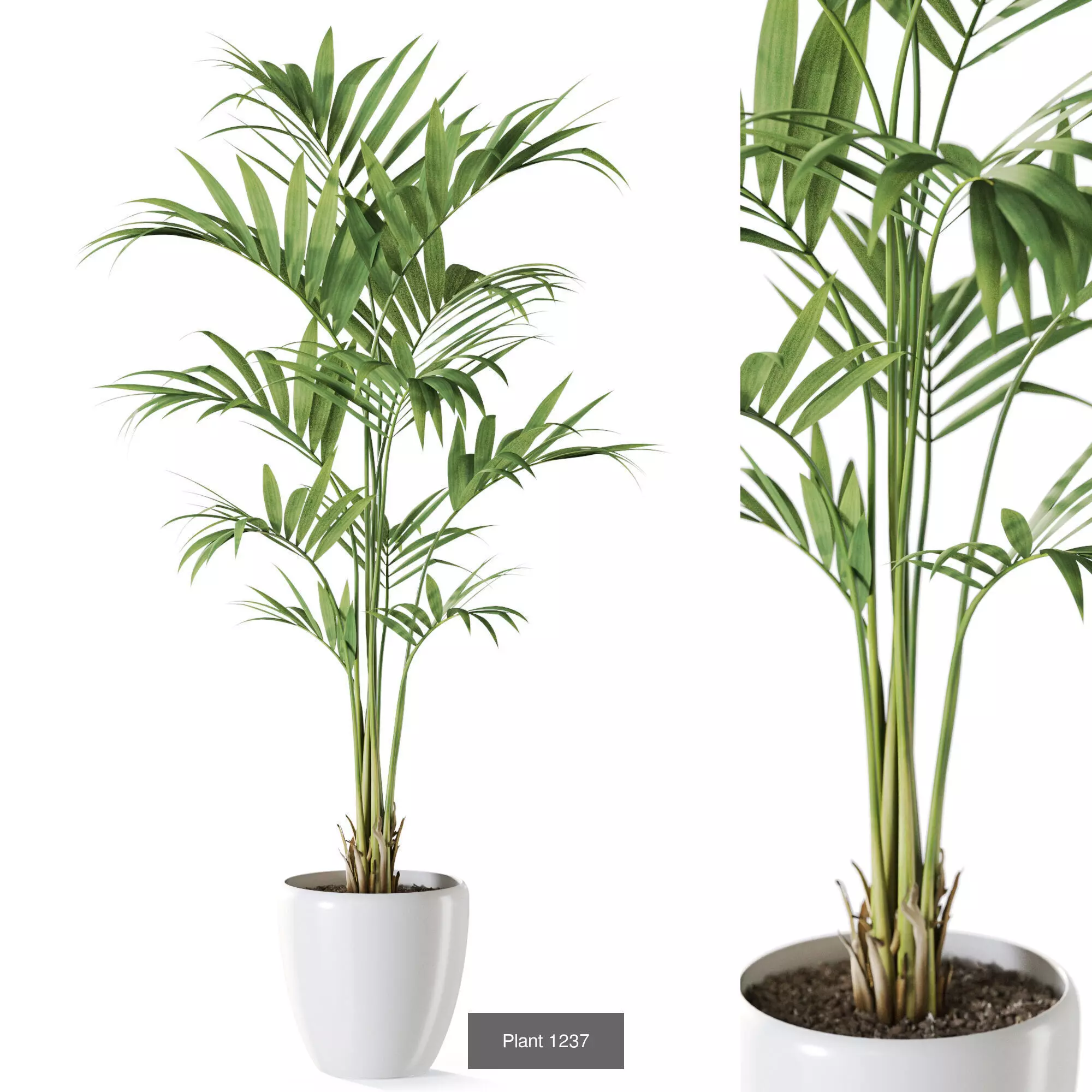 Plants collection vol 57 _8